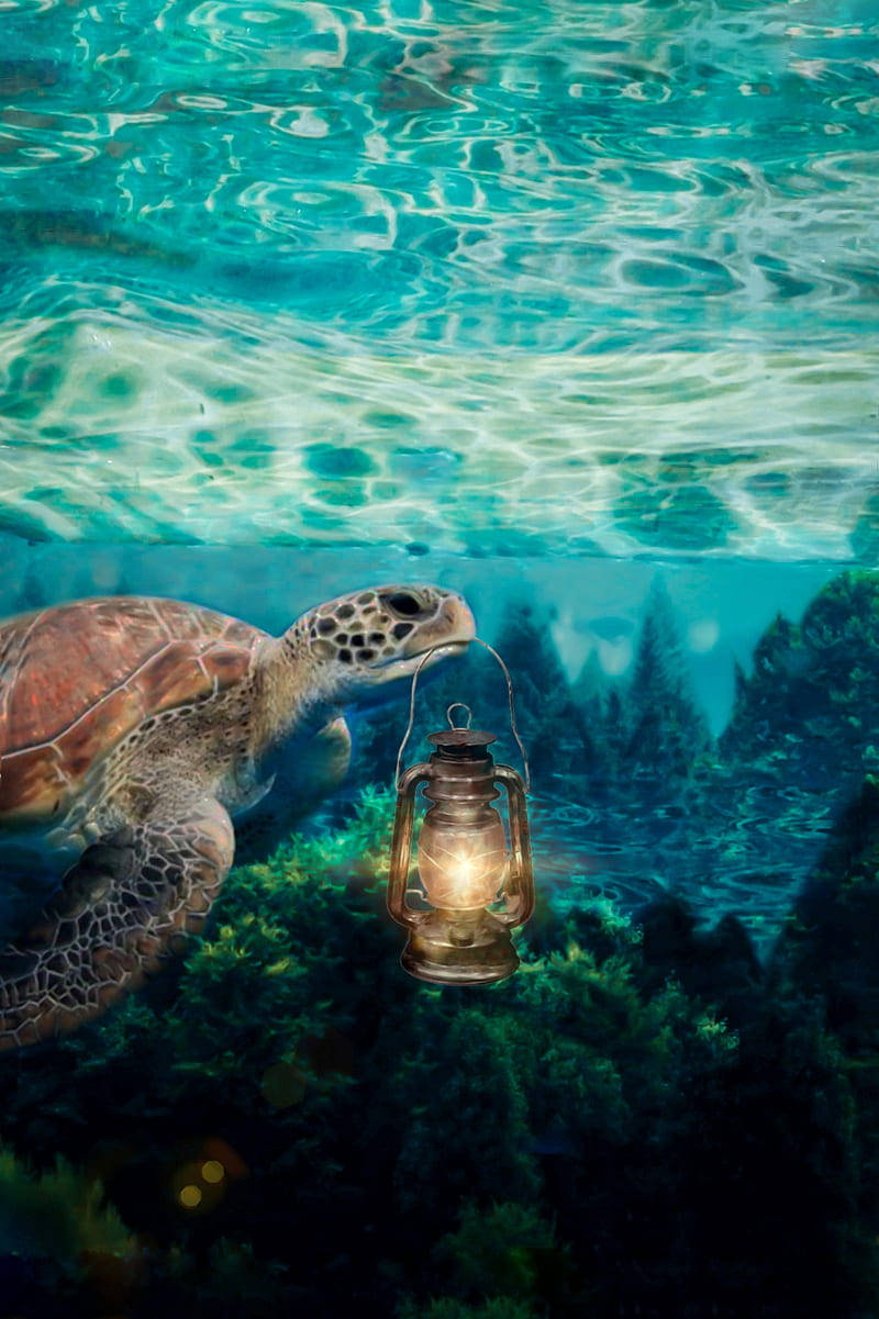 Turtle 桌布 壁紙 — 一隻海龜在色彩繽紛的珊瑚和陽光照射的波浪中，溫柔地在水下拿著一個發光的燈籠。
