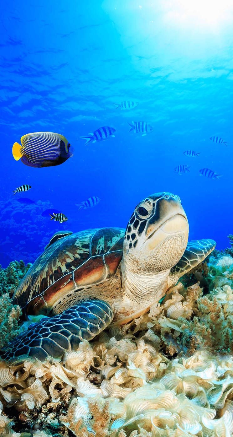 Swimming 桌布 壁紙 — 一隻海龜在色彩繽紛的珊瑚礁上休息，色彩斑斕的魚群在陽光照射的藍色海洋中游動。