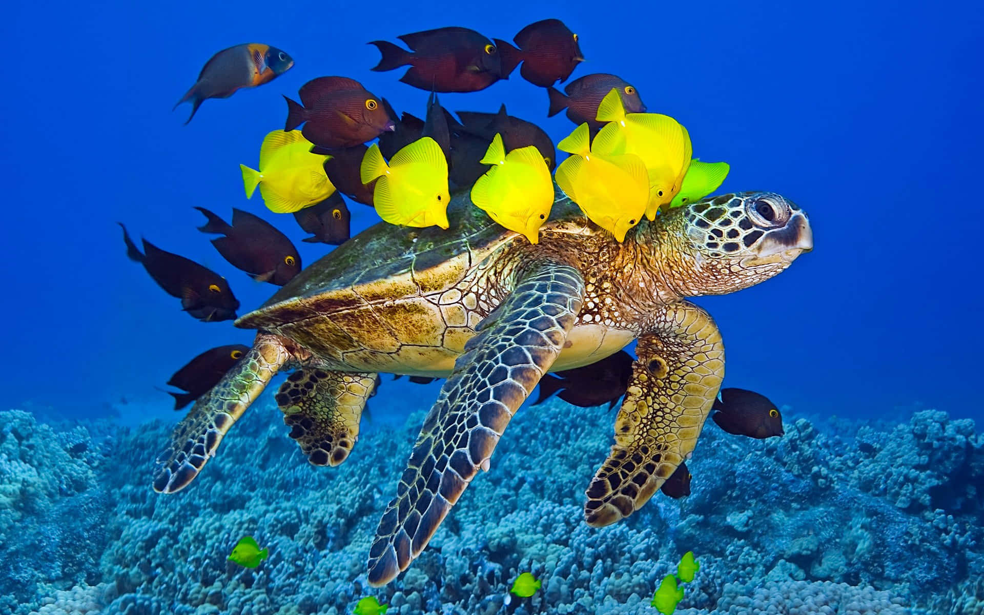 Turtle 桌布 壁紙 — 一隻海龜在色彩繽紛的藍色海水中優雅地滑行，周圍是一群亮黃色和深色的魚群，在珊瑚礁上方。