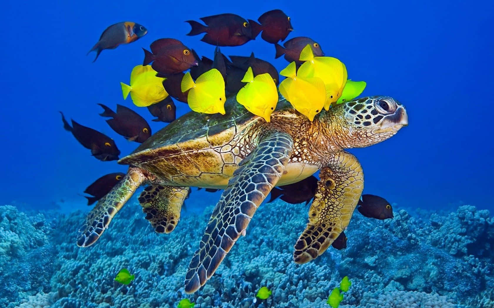 Underwater Ocean 桌布 壁紙 — 一隻海龜在色彩繽紛的藍色海水中優雅地滑行，被一群鮮黃色和深色的魚群圍繞，在珊瑚礁上方。