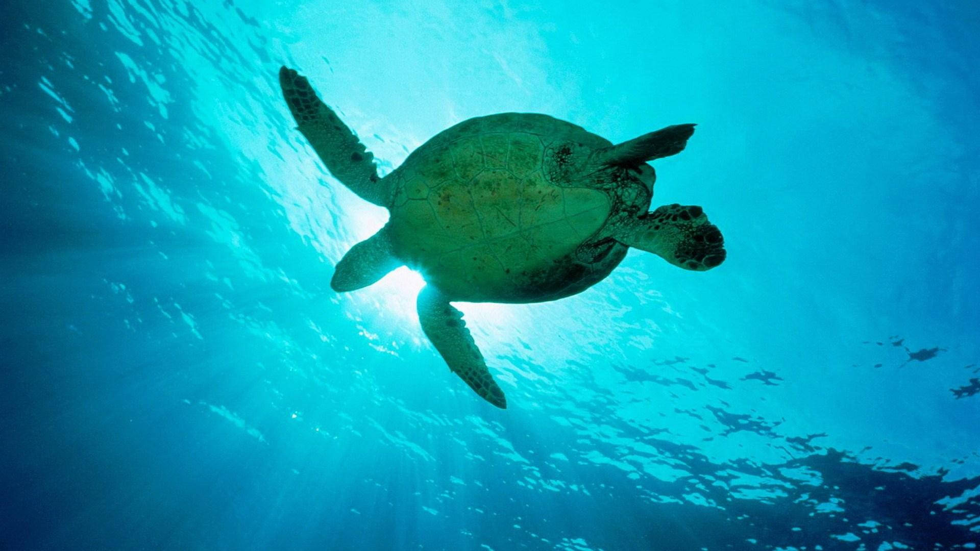 Turtle 桌布 壁紙 — 一隻海龜在陽光從上方照射下，優雅地滑過碧綠色的海水。