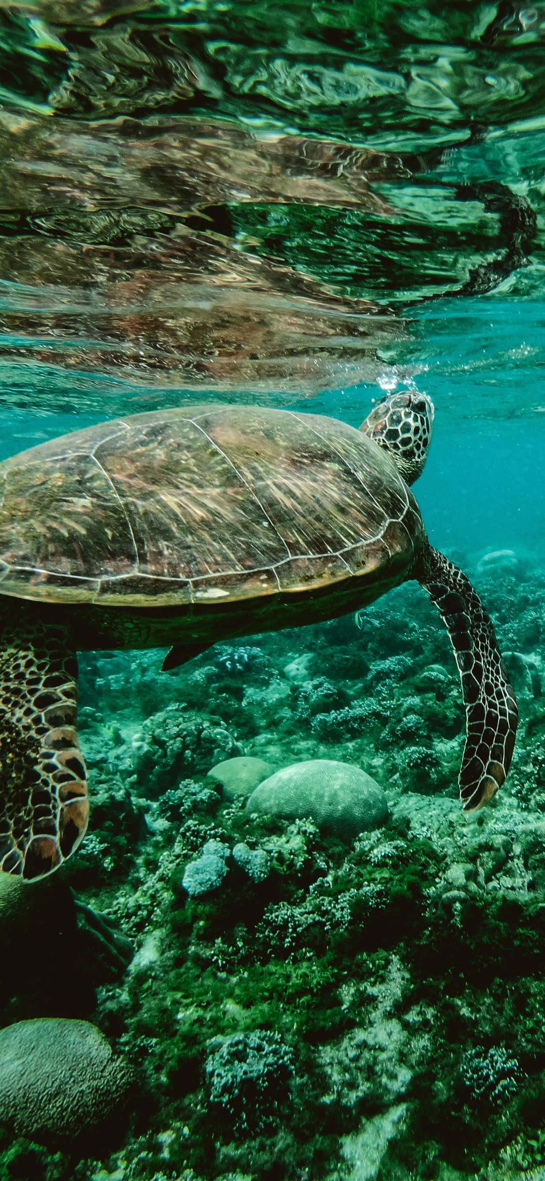 Swimming 桌布 壁紙 — 一隻海龜在陽光斑駁的碧綠海水下，優雅地滑過色彩繽紛的珊瑚礁。