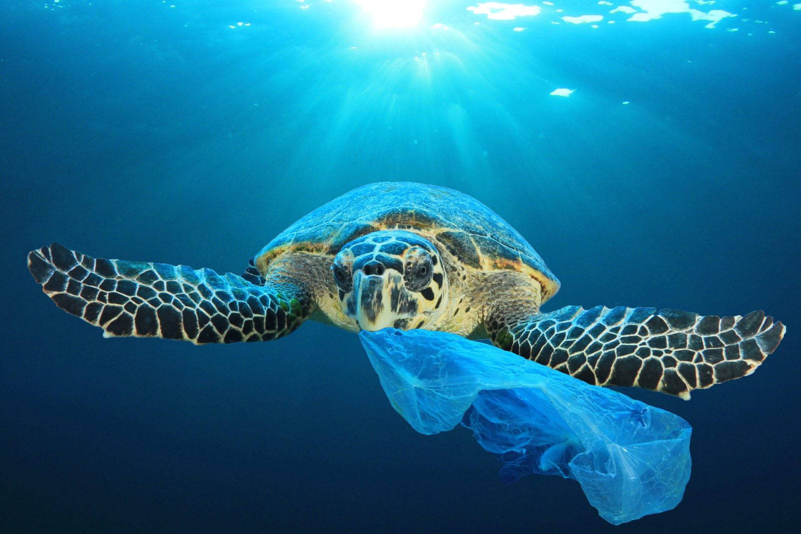 自然 桌布 壁紙 — 一隻海龜在陽光普照的海洋背景下優雅地在水下游泳，嘴邊纏繞著一個藍色塑膠袋。
