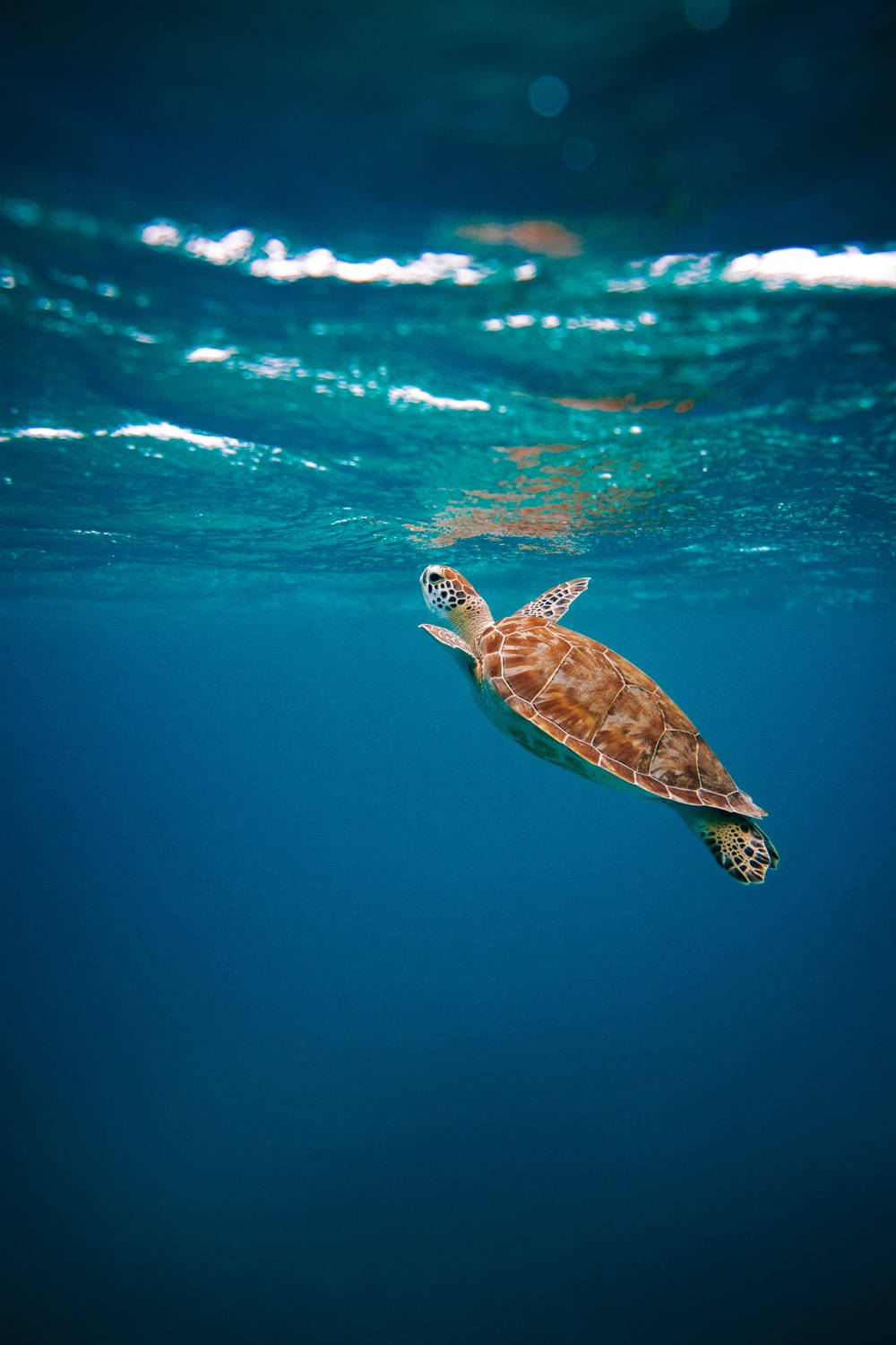 動物星球 桌布 壁紙 — 一隻海龜在陽光普照的海面下，優雅地滑過清澈的碧綠海水。
