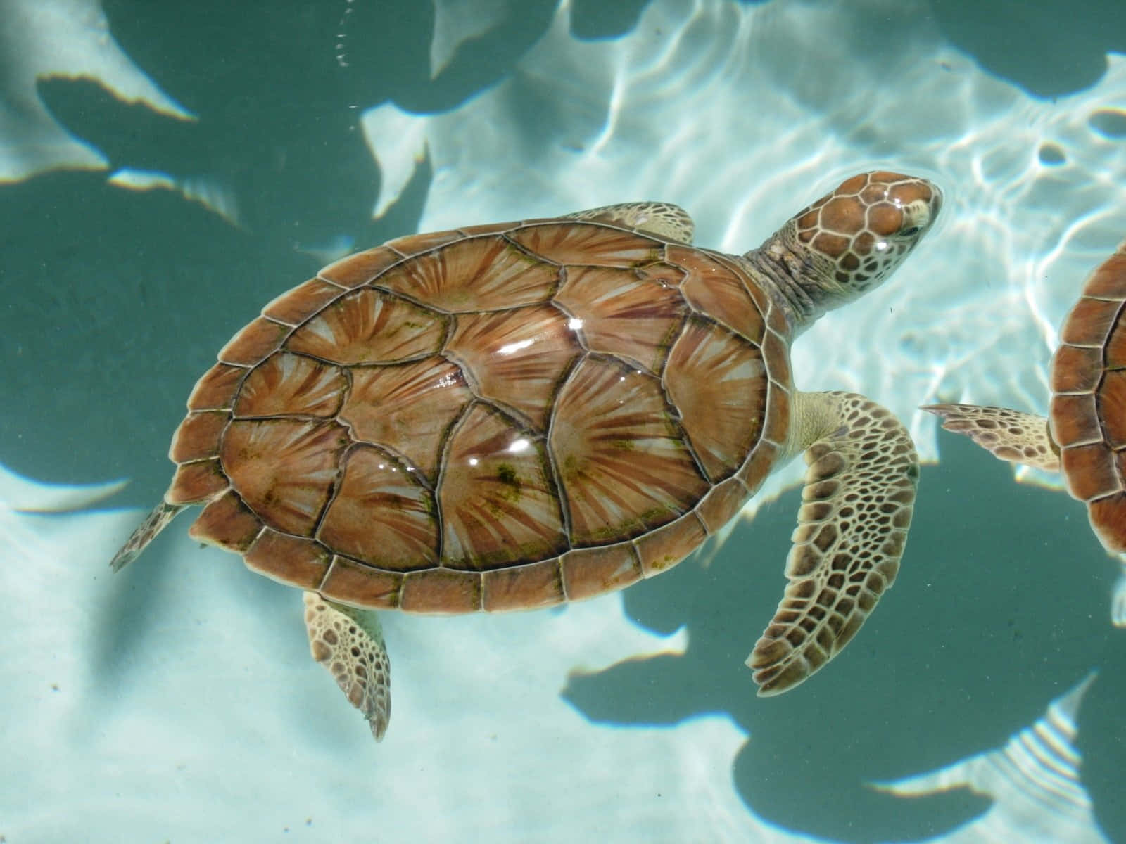 Turtle 桌布 壁紙 — 一隻海龜在陽光普照的碧綠海水中優雅地滑行，斑駁的陰影在其帶有圖案的龜殼上舞動。