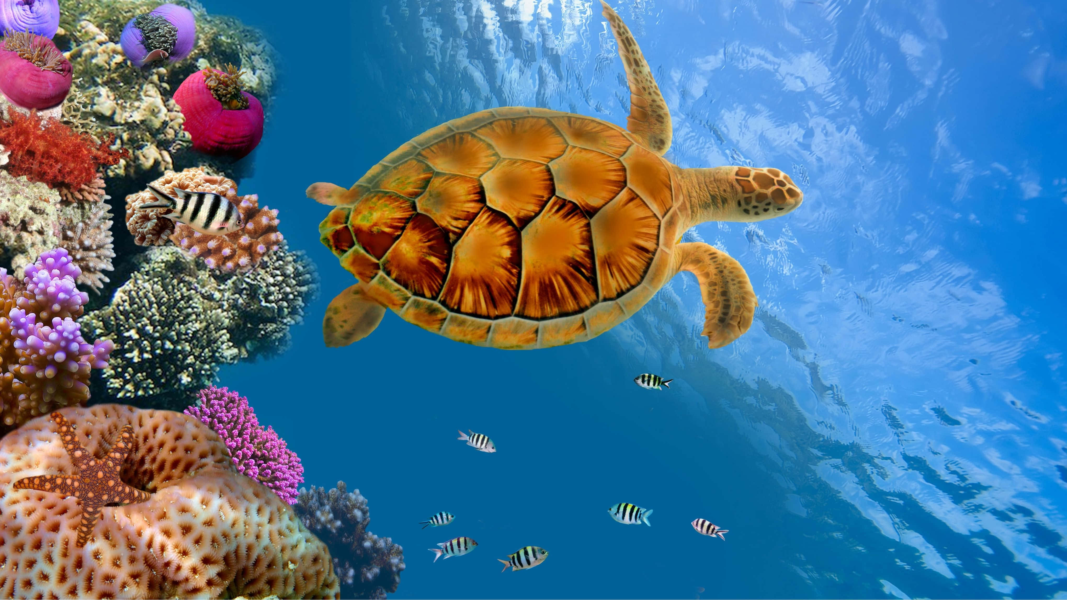 Turtle 桌布 壁紙 — 一隻海龜在陽光普照的藍色海水下，優雅地游過充滿色彩繽紛魚類的 vibrant 珊瑚礁。