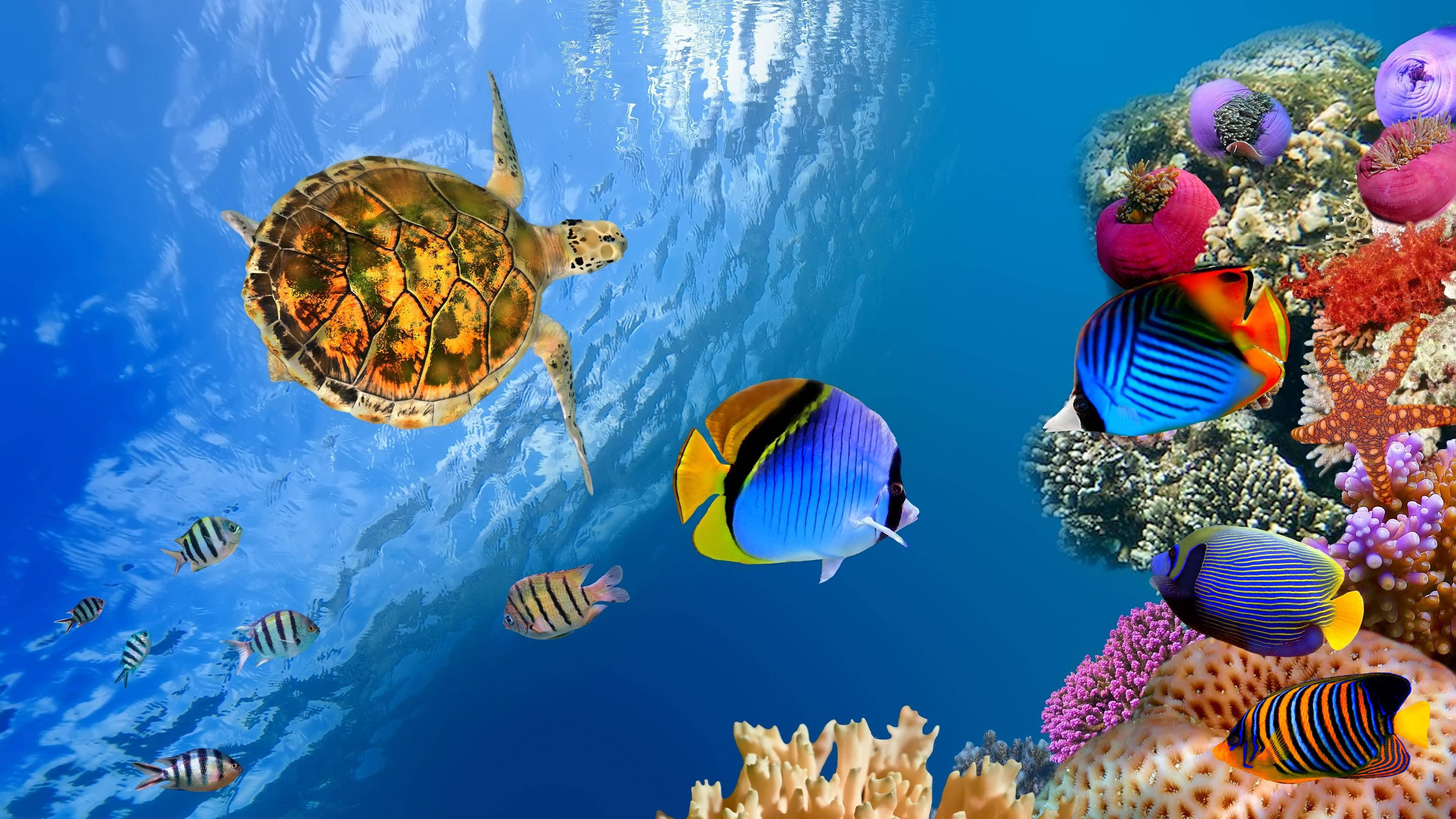 Sea HD 桌布 壁紙 — 一隻海龜在陽光普照的藍色海水中，滑過充滿色彩繽紛熱帶魚的 vibrant 珊瑚礁。