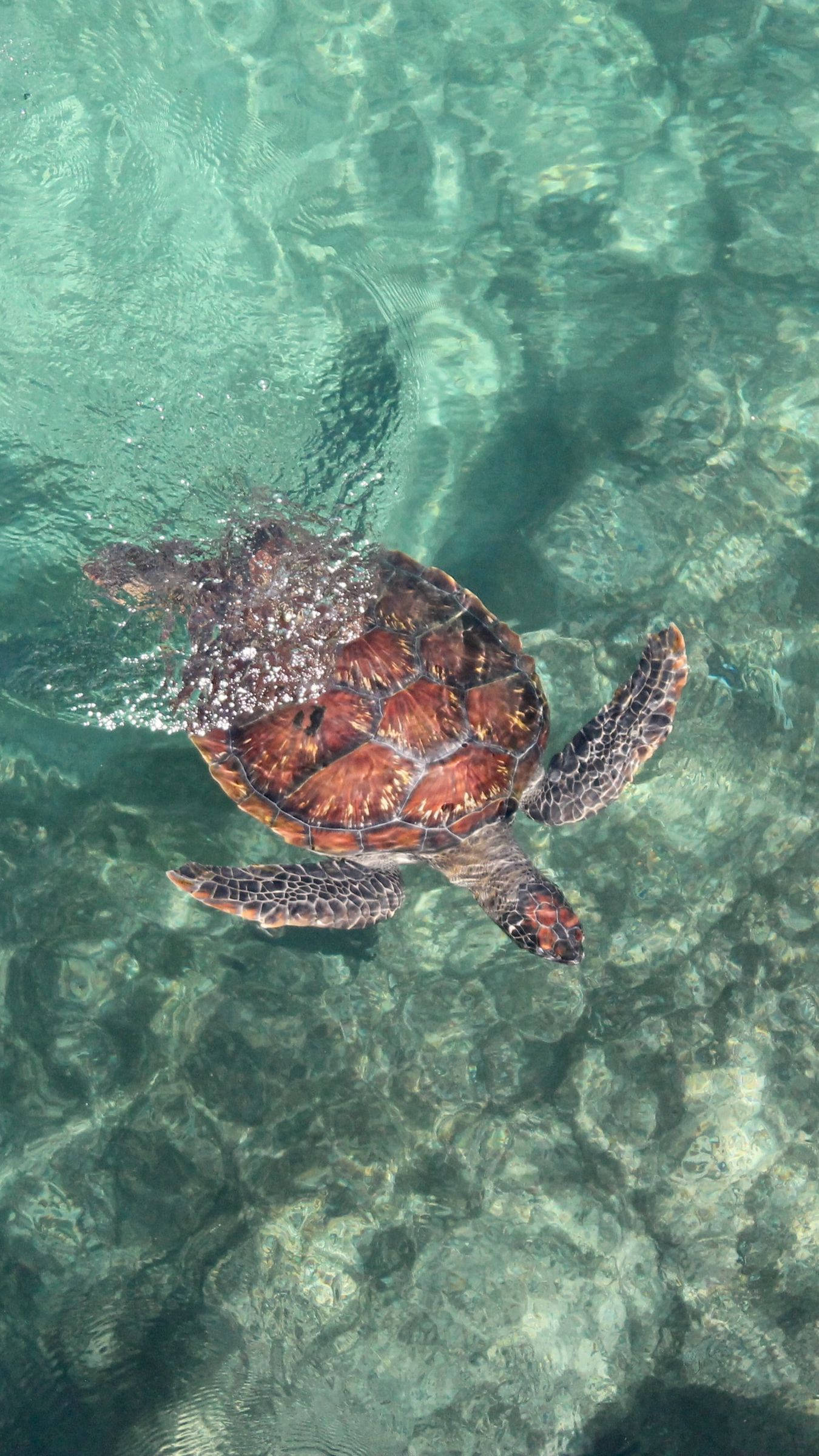 Sea Turtle iPhone 桌布 壁紙 — 一隻海龜在陽光照射的岩石海床上方，優雅地滑過清澈碧綠的海水。