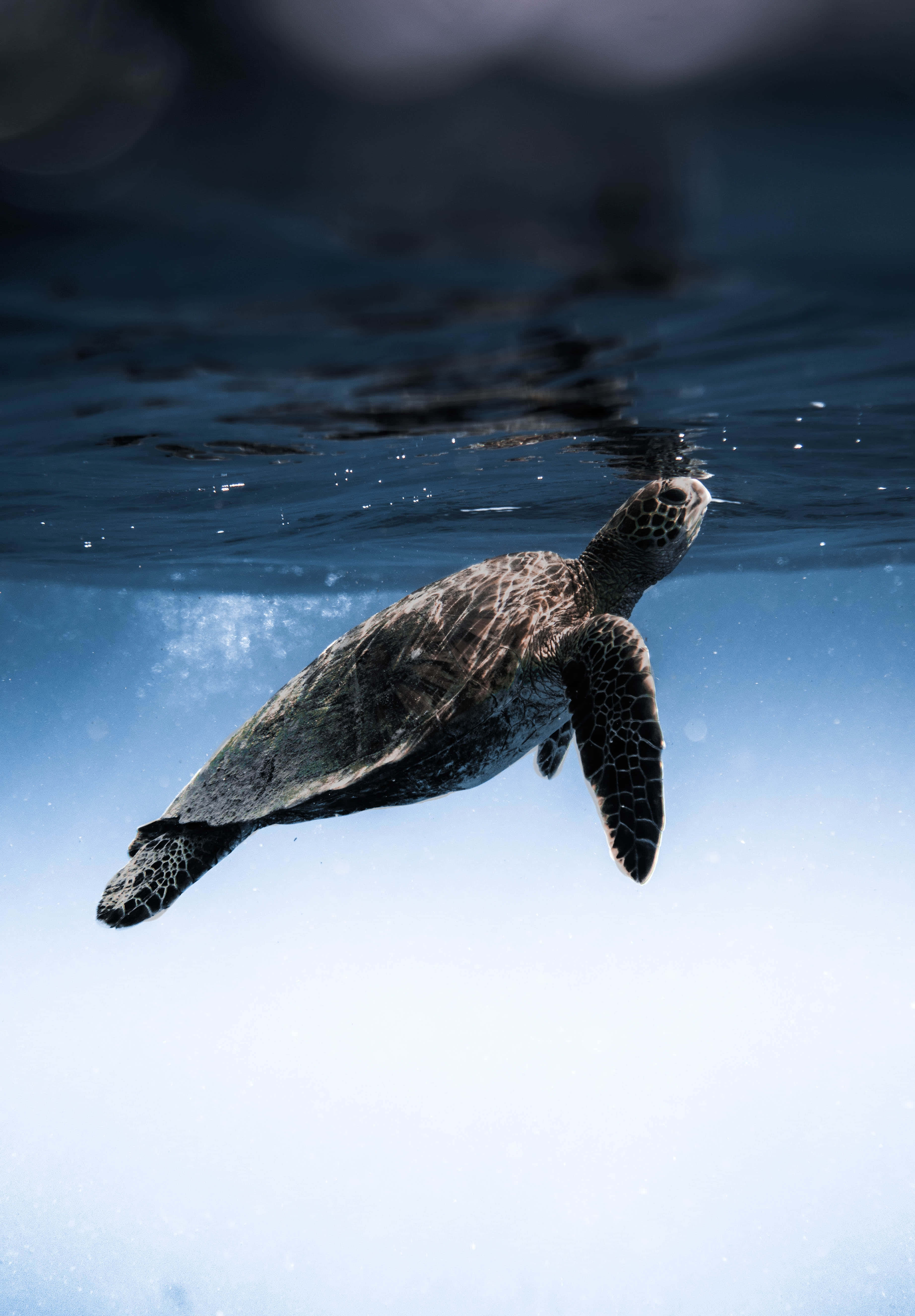 sea turtle 桌布 壁紙 — 一隻海龜在陽光照射的水面附近優雅地游動，上方有漣漪。