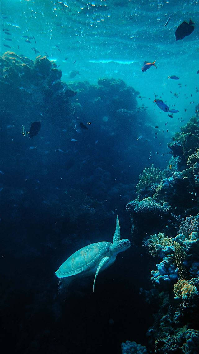 魚 桌布 壁紙 — 一隻海龜在陽光照射的海水中，優雅地穿梭於充滿色彩繽紛魚類的 vibrant 珊瑚礁之間。