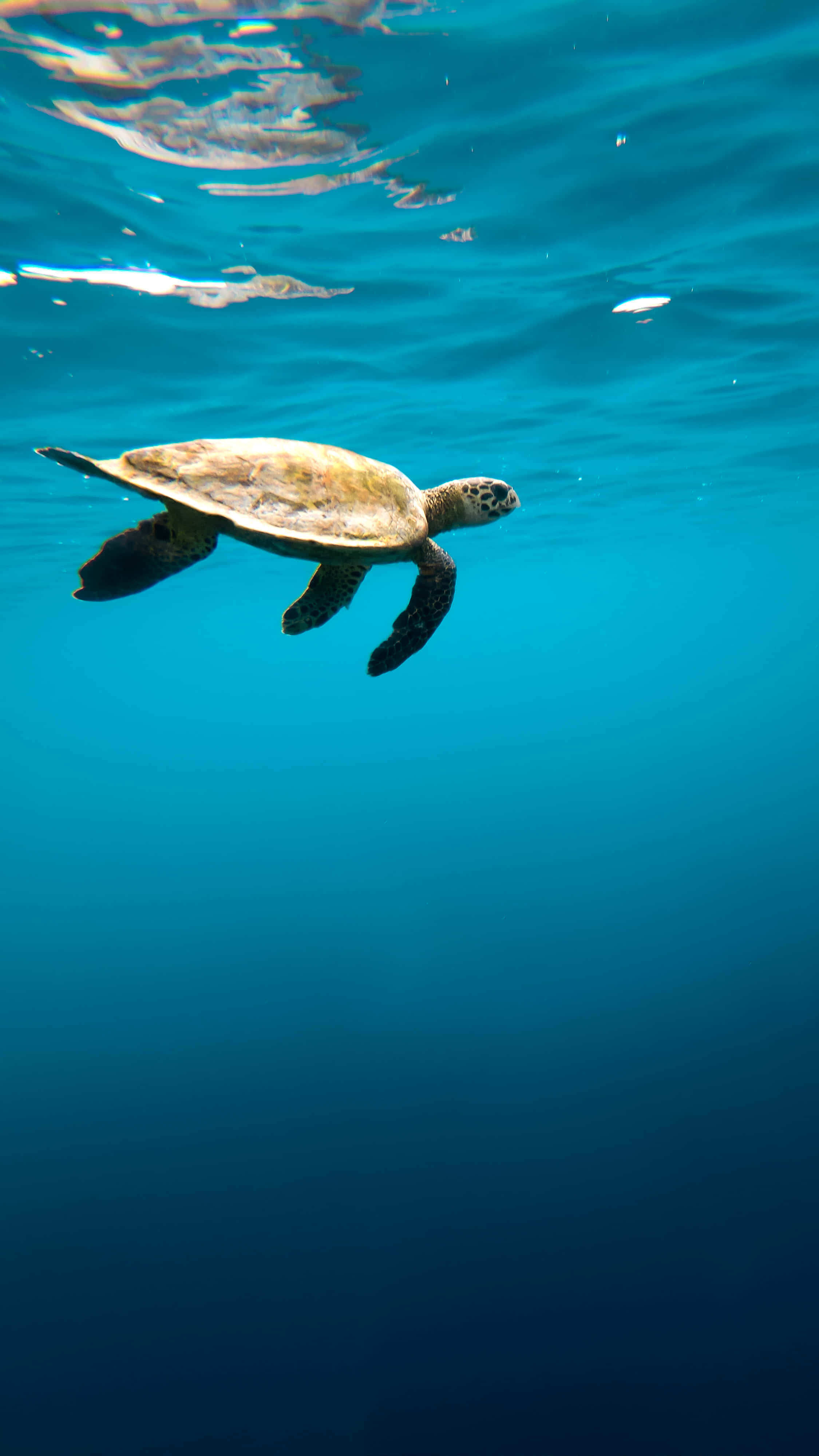 Turtle iPhone HD 桌布 壁紙 — 一隻海龜在陽光照射的清澈碧綠海水下優雅地滑行。