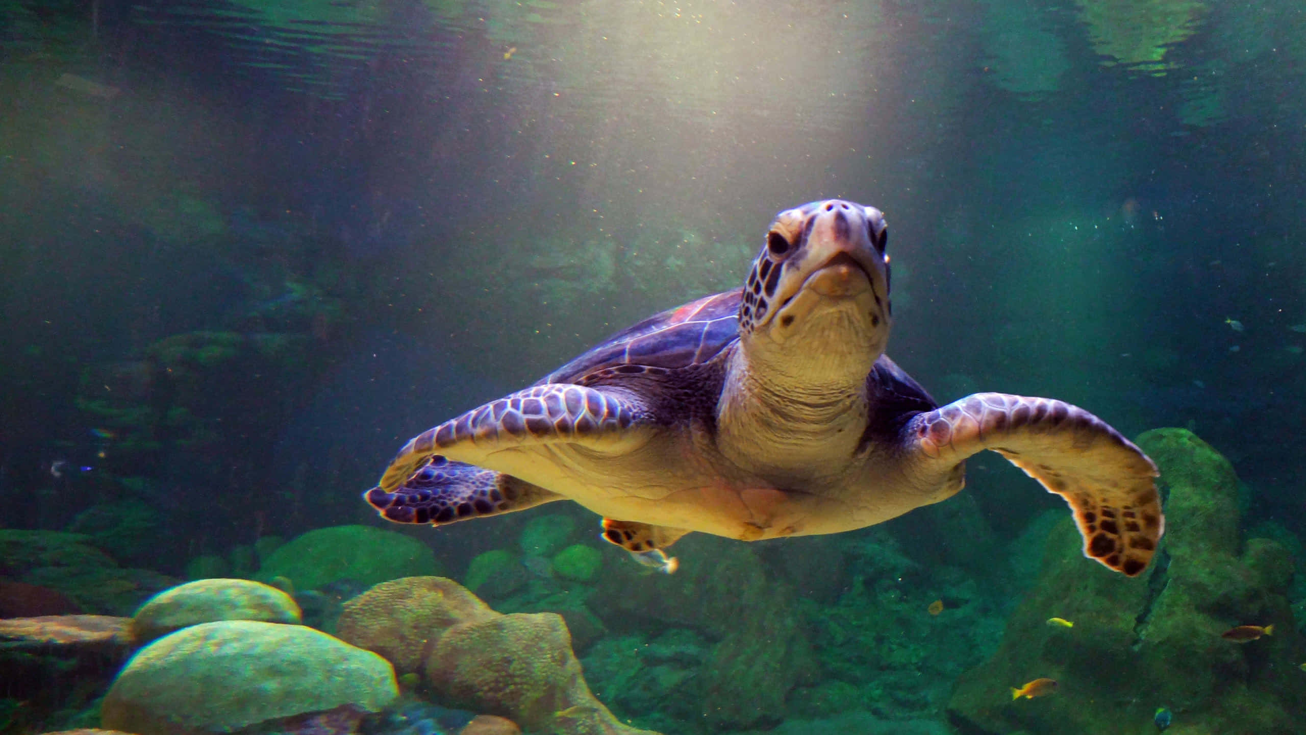 sea turtle 桌布 壁紙 — 一隻海龜在陽光照射的碧綠海水中優雅地滑行，游過長滿苔蘚的岩石，附近有小魚游動。