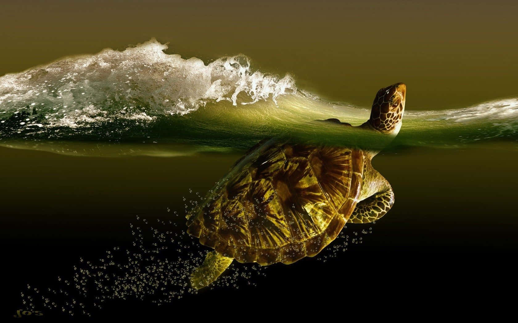 Turtle 桌布 壁紙 — 一隻海龜在陽光照耀的水面和黑暗深淵形成強烈對比的碎浪下優雅地游動。