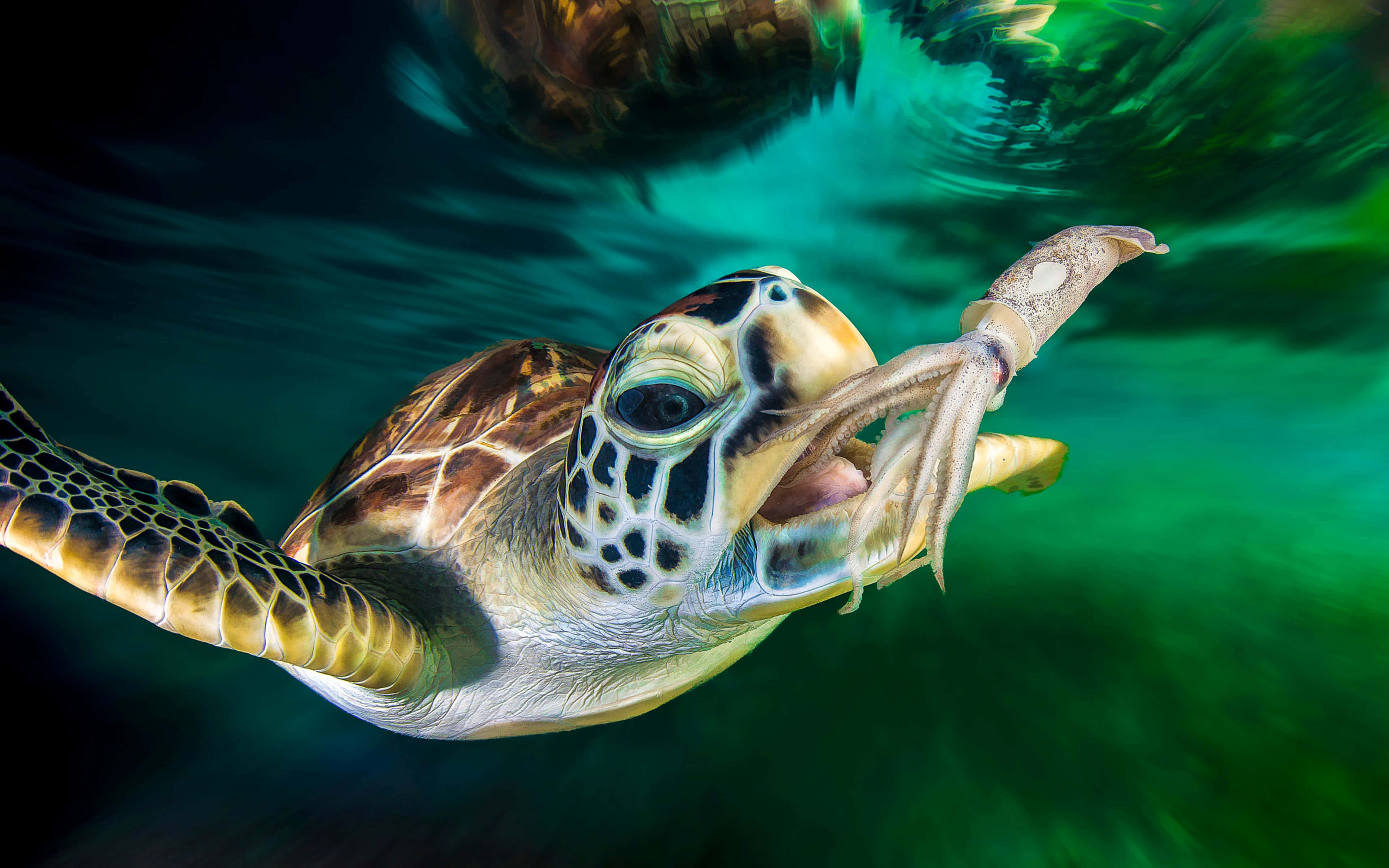 Underwater Ocean 桌布 壁紙 — 一隻海龜在鮮綠色海洋背景下，嘴裡叼著魷魚優雅地在水下游泳。