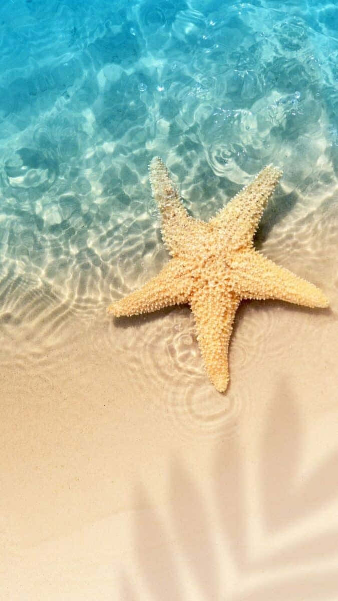 Trendy Summer iPhone 桌布 壁紙 — 一隻淡橙色海星躺在陽光照射的沙灘上，下方是泛起漣漪的碧綠海水，投下葉影。