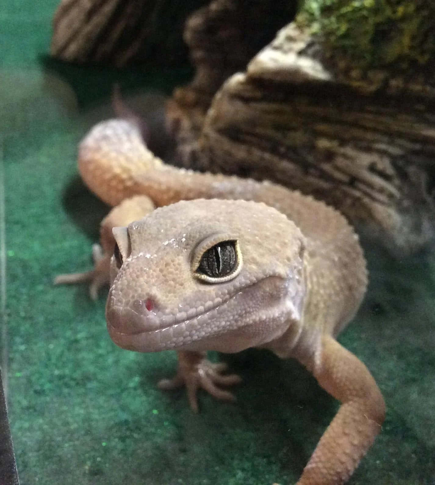 gecko 桌布 壁紙 — 一隻淡米色、擁有黑色大眼睛的壁虎，在苔蘚覆蓋的木頭附近，於綠色紋理基質上休息的特寫。