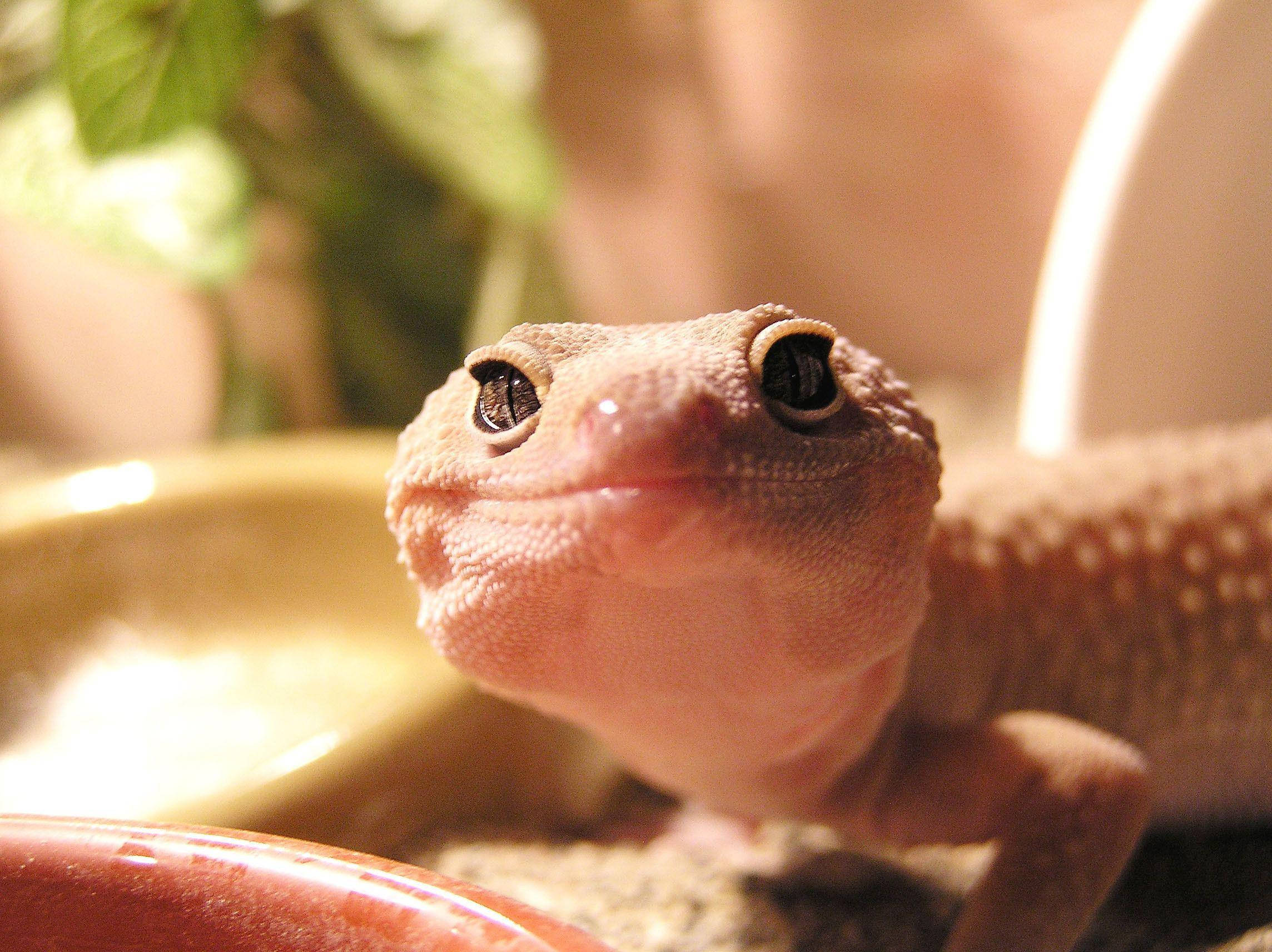 baby animal 桌布 壁紙 — 一隻淡粉紅色壁虎的特寫，有大黑眼睛向上看，在柔和燈光的玻璃箱環境中。