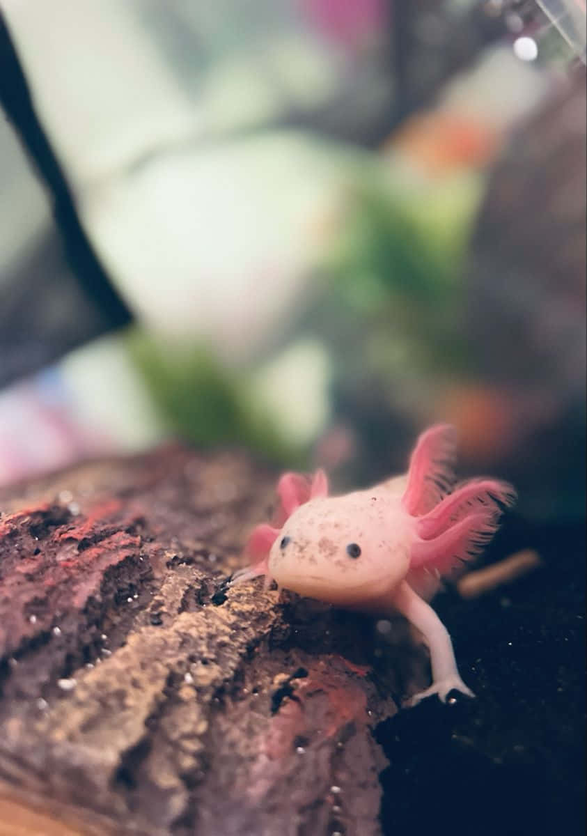 動物 桌布 壁紙 — 一隻淡粉紅色的墨西哥蠑螈，帶有羽毛狀的鰓，棲息在一個模糊的水族箱環境中的有紋理木頭上。