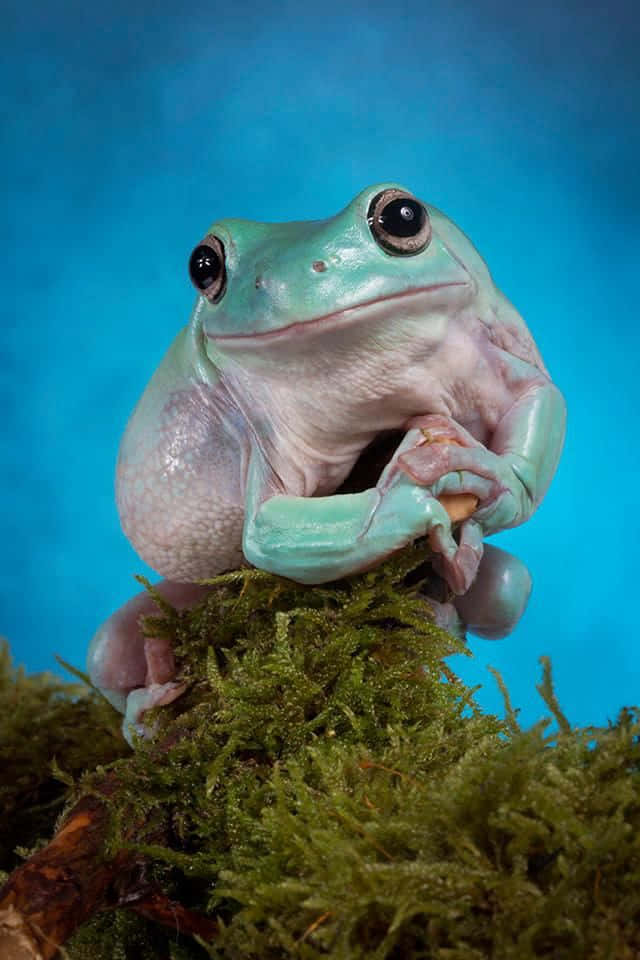 toad 桌布 壁紙 — 一隻淡綠色樹蛙，有大大的深色眼睛，棲息在苔蘚上，背景是純藍色。