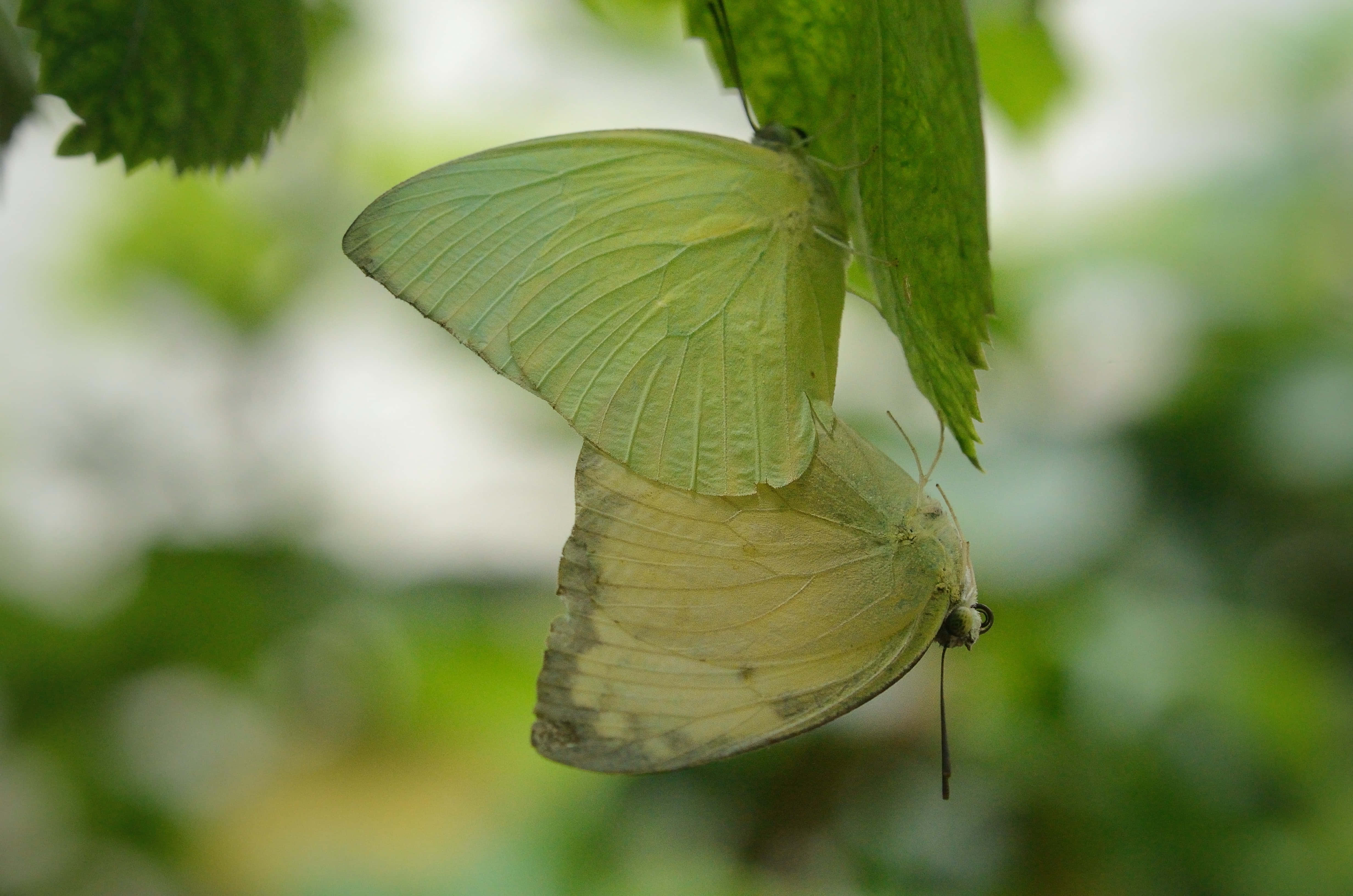 Butterflies 桌布 壁紙 — 一隻淡綠色的蝴蝶用精緻的翅膀緊貼著葉子，背景是柔焦的樹葉。