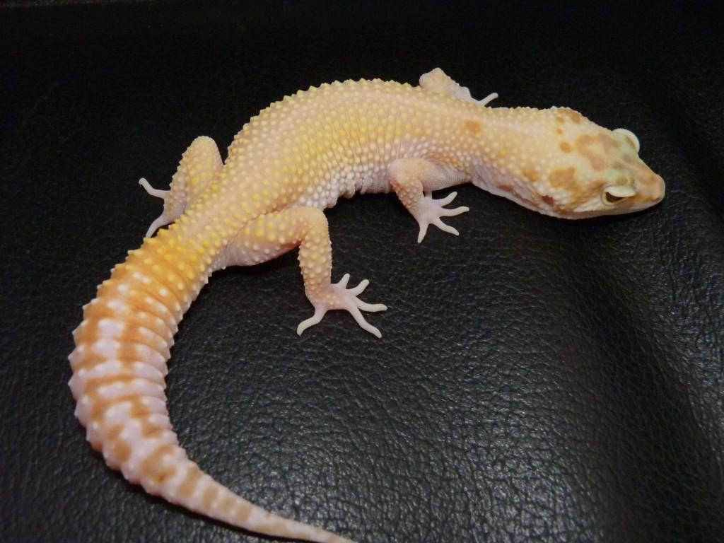 baby animal 桌布 壁紙 — 一隻淡黃色帶橙色斑點的壁虎棲息在黑色紋理表面上，其凹凸不平的皮膚和捲曲的尾巴在柔和光線下細節清晰可見。