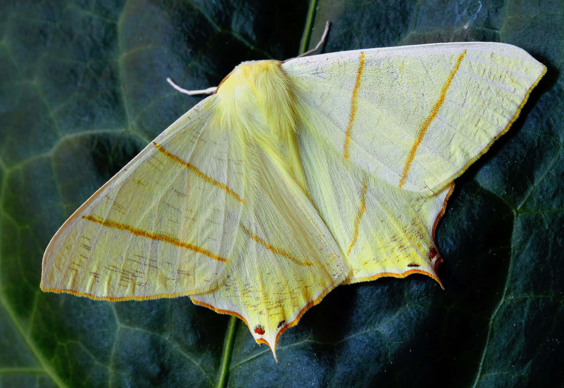 Yellow Butterfly 桌布 壁紙 — 一隻淡黃色帶橙色條紋的蛾，精緻地停在一片深綠色葉子上，展示出複雜的葉脈紋理。