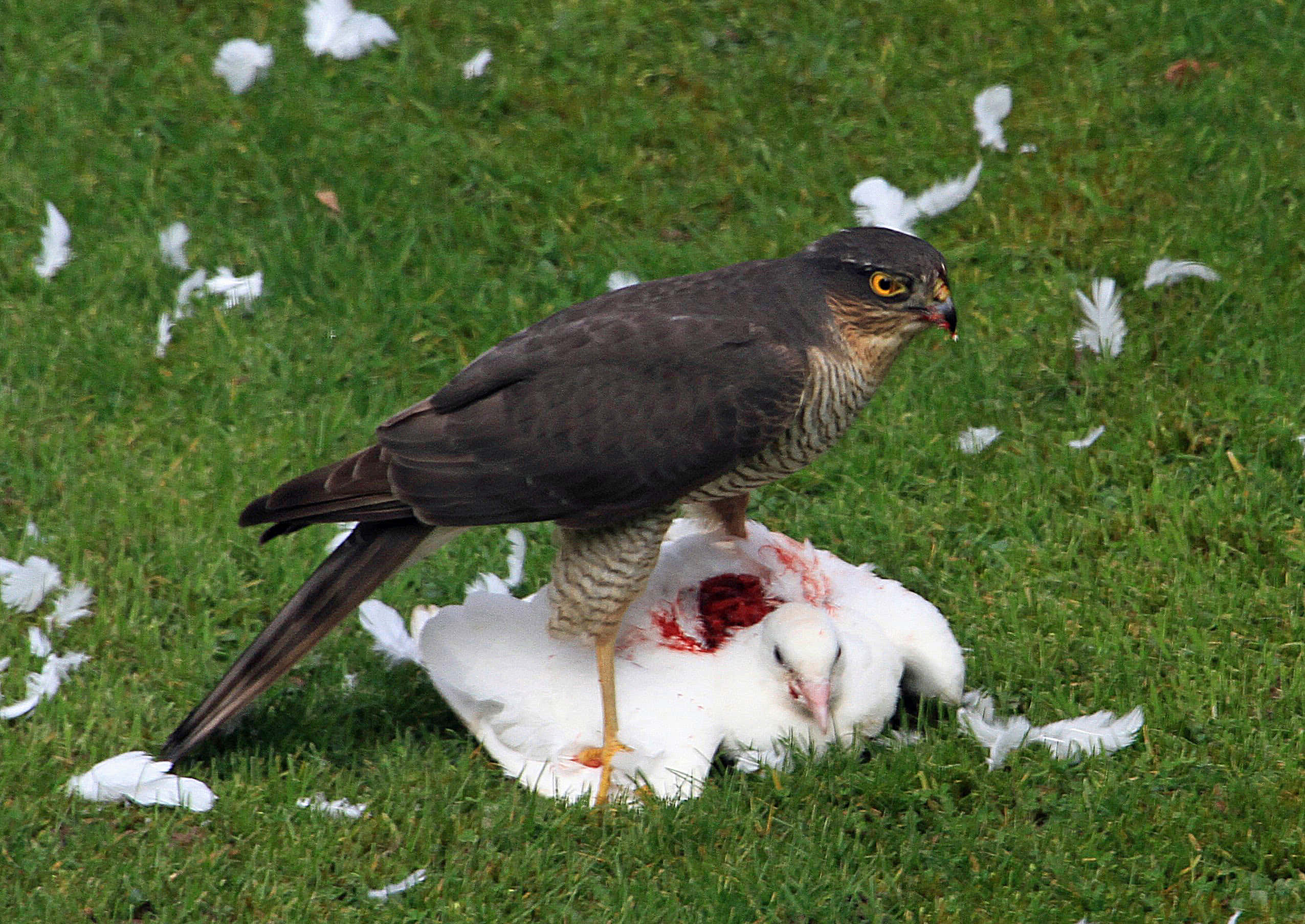 Sparrow Hawk 桌布 壁紙 — 一隻深棕色的鷹棲息在一隻白色鳥類屍體上，周圍散落著羽毛，在充滿活力的綠色草地上。