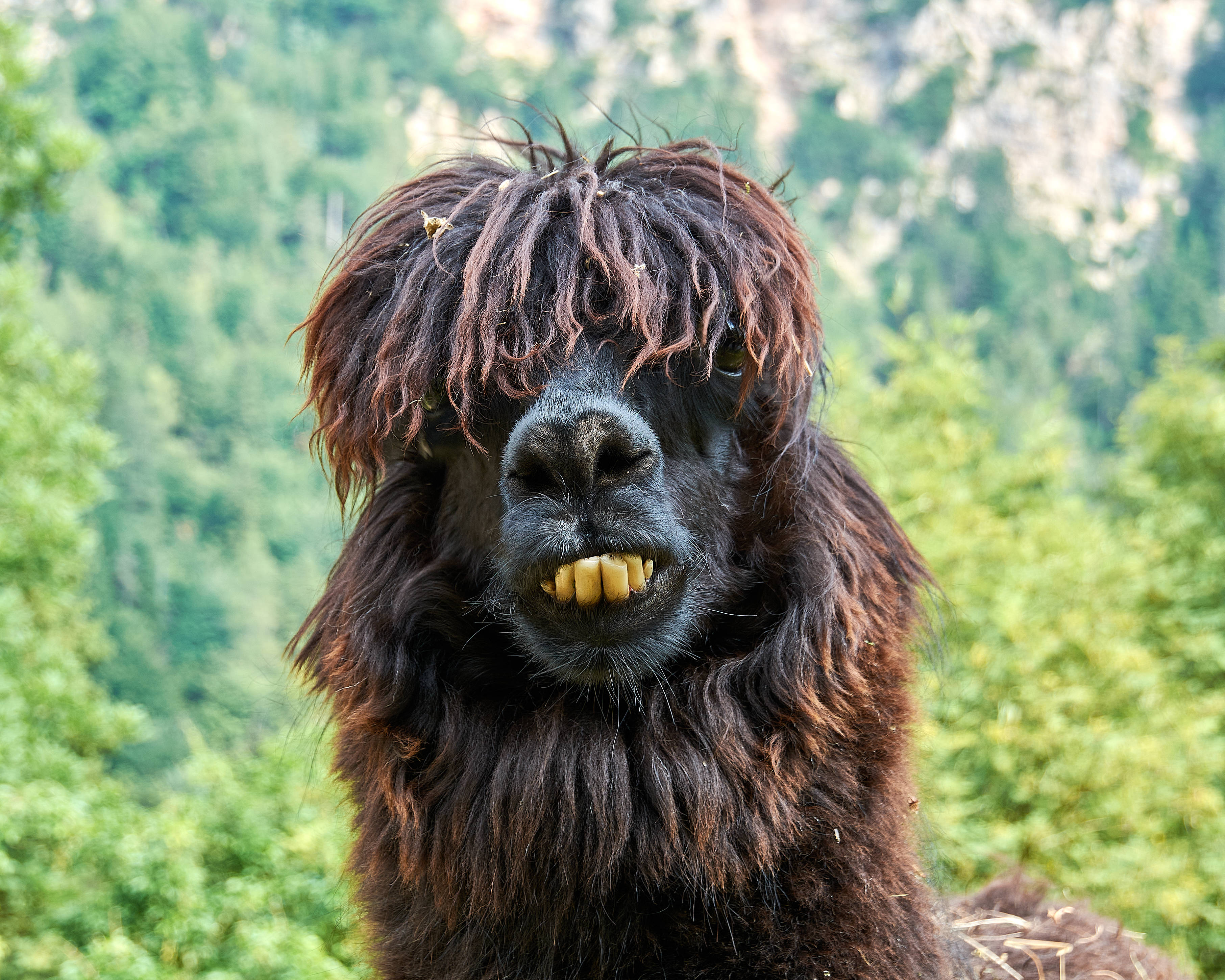Alpaca 桌布 壁紙 — 一隻深棕色羊駝的近距離特寫，毛茸茸的毛髮和黃色牙齒在森林覆蓋的山谷中露出。
