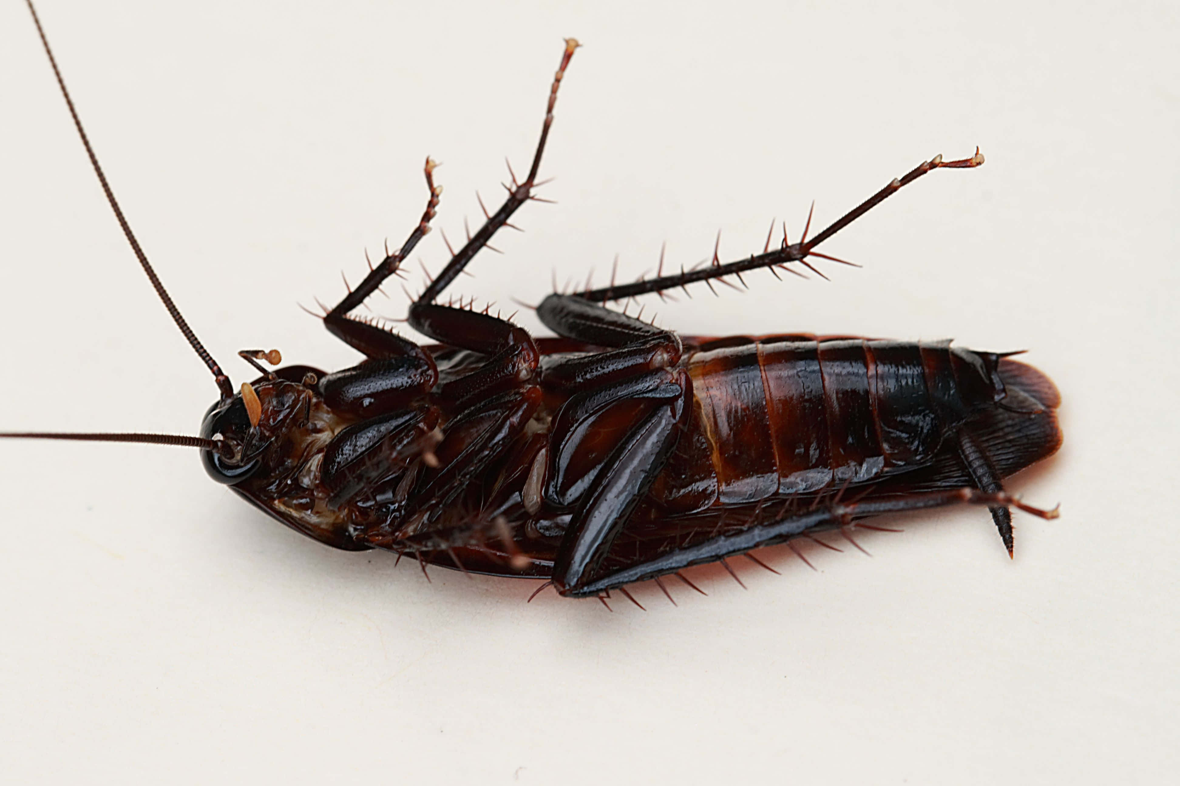 Cockroach 桌布 壁紙 — 一隻深棕色蟑螂仰臥在純白表面上的特寫照片。