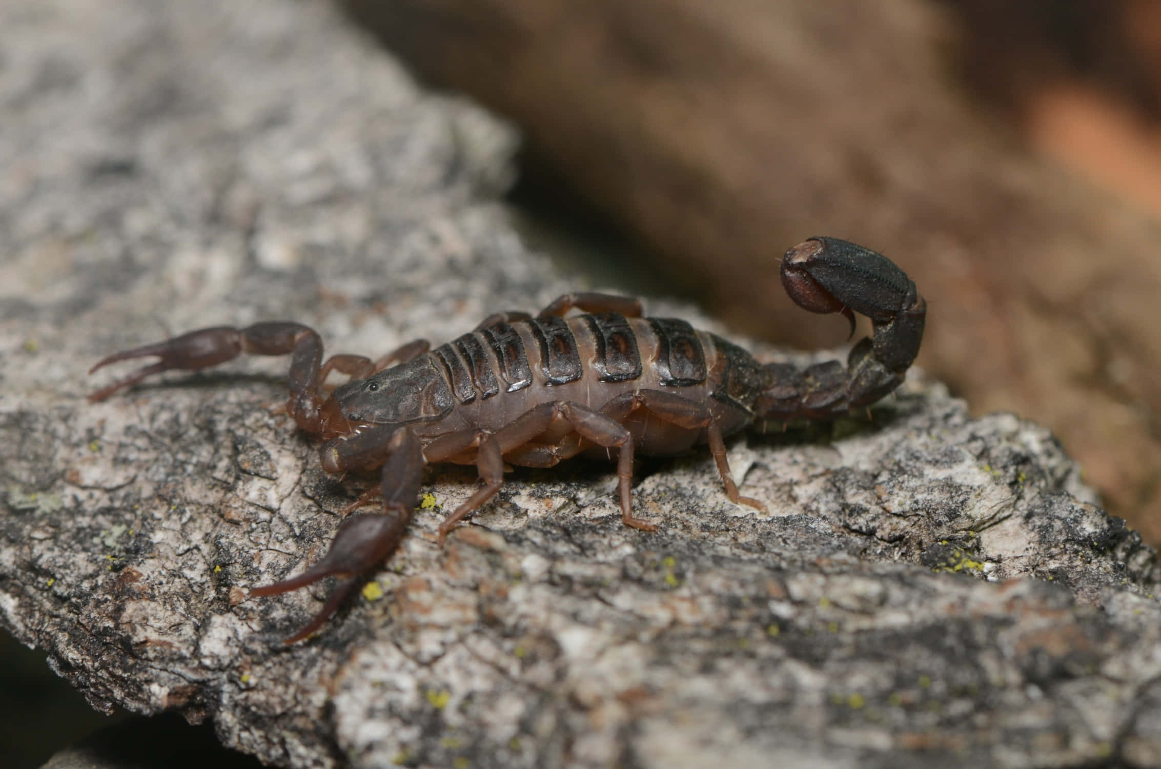 scorpion 桌布 壁紙 — 一隻深棕色蠍子棲息在粗糙紋理岩石表面上的詳細特寫。
