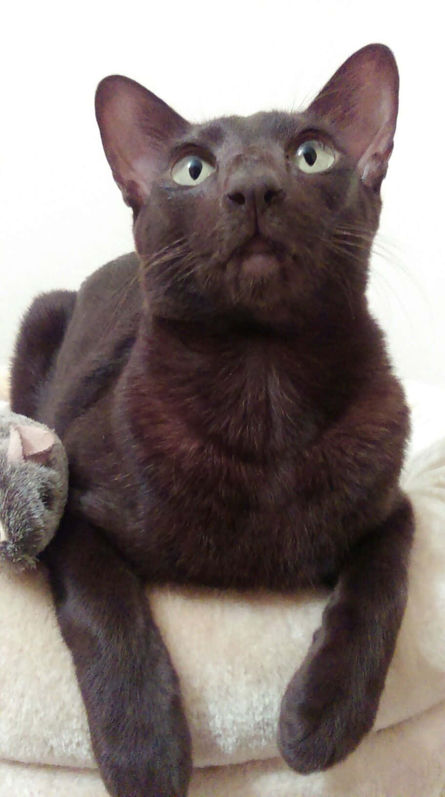 Havana Brown Cat 桌布 壁紙 — 一隻深棕色貓咪睜著綠色大眼睛，驚訝地向上看，同時懶洋洋地躺在柔軟的米色表面上。