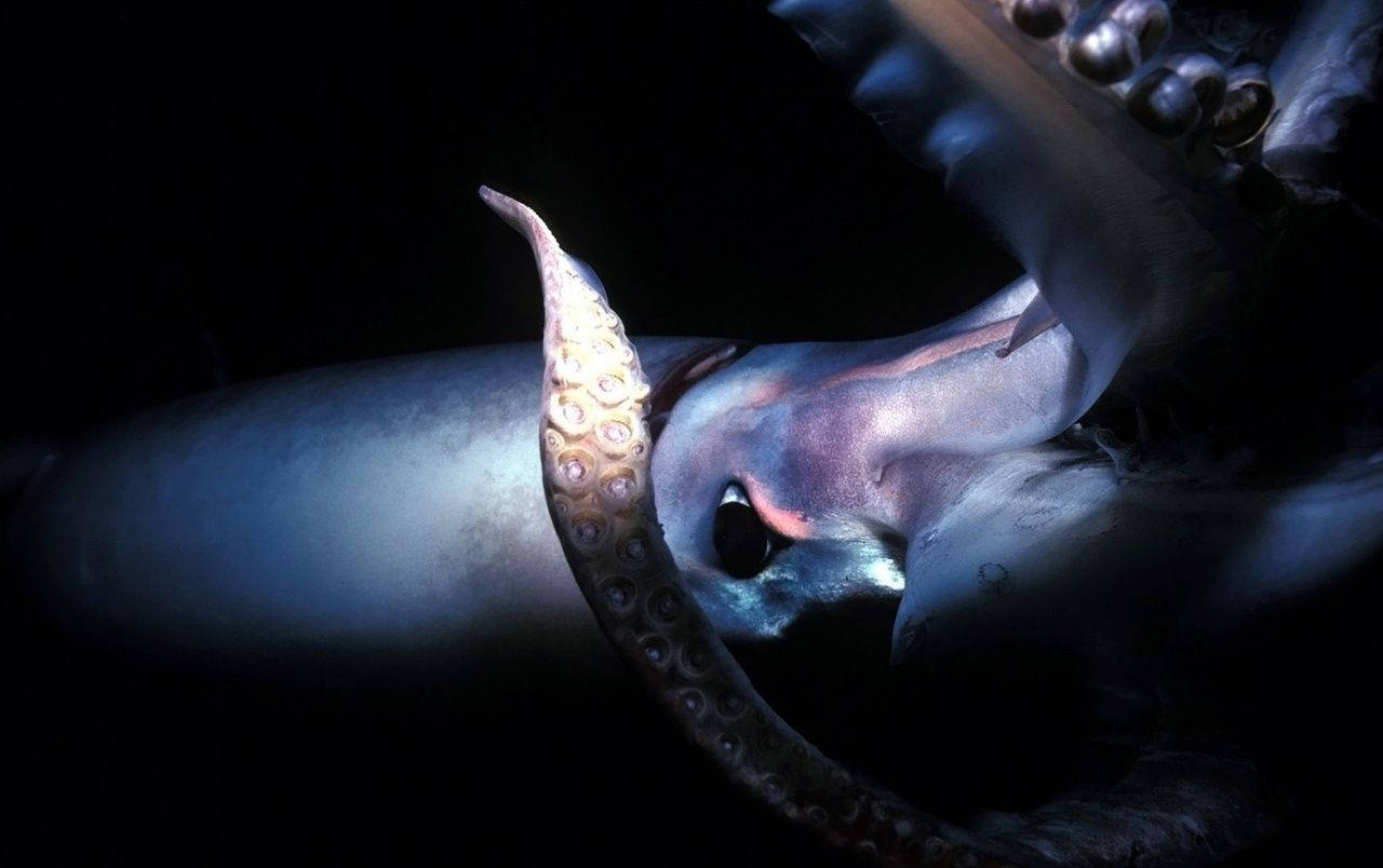 動物 桌布 壁紙 — 一隻深海魷魚在漆黑的深淵中發出生物螢光色調，其觸手和眼睛細節清晰。