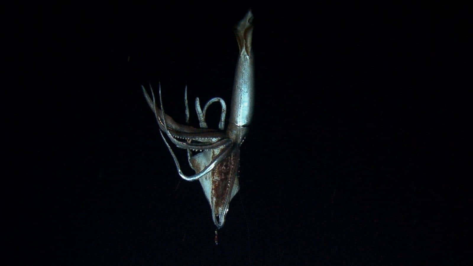 Giant Squid 桌布 壁紙 — 一隻深海魷魚在絕對黑暗中發出微弱光芒，觸手詭異地蜷曲著，一片死寂。
