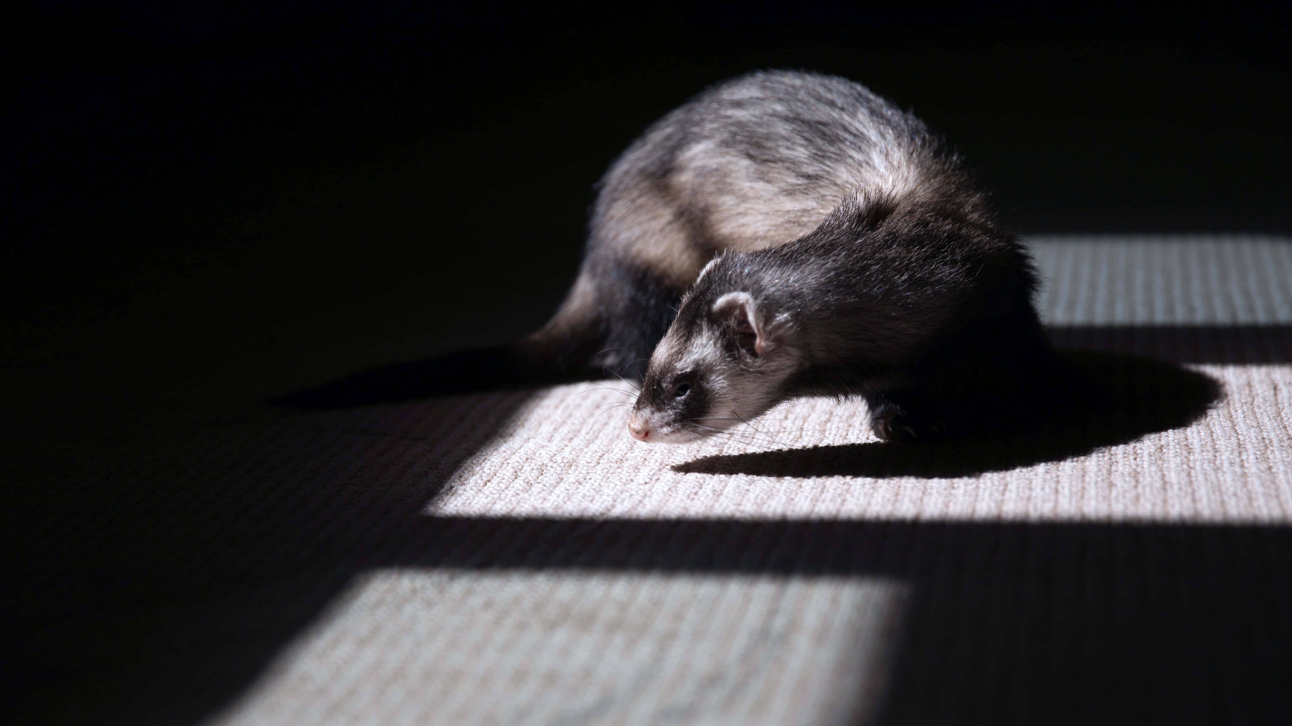 Ferret 桌布 壁紙 — 一隻深淺毛色的雪貂在陰暗房間的紋理地毯上，躺在陽光照射處，投下清晰的陰影。