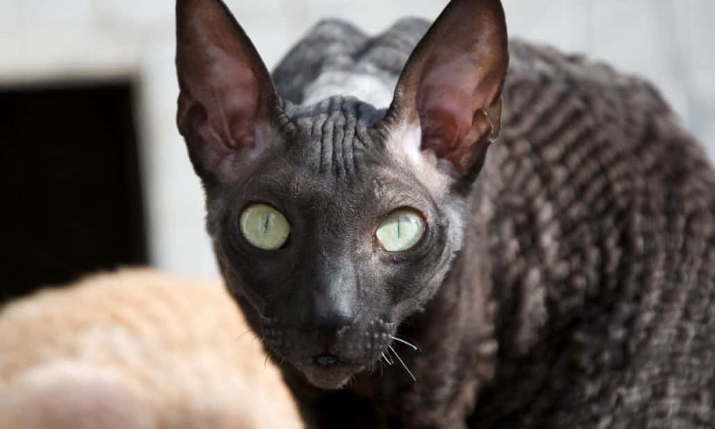 Cornish Rex 桌布 壁紙 — 一隻深灰色無毛貓的特寫，耳朵大，眼睛明亮綠色，正專注地凝視著相機。