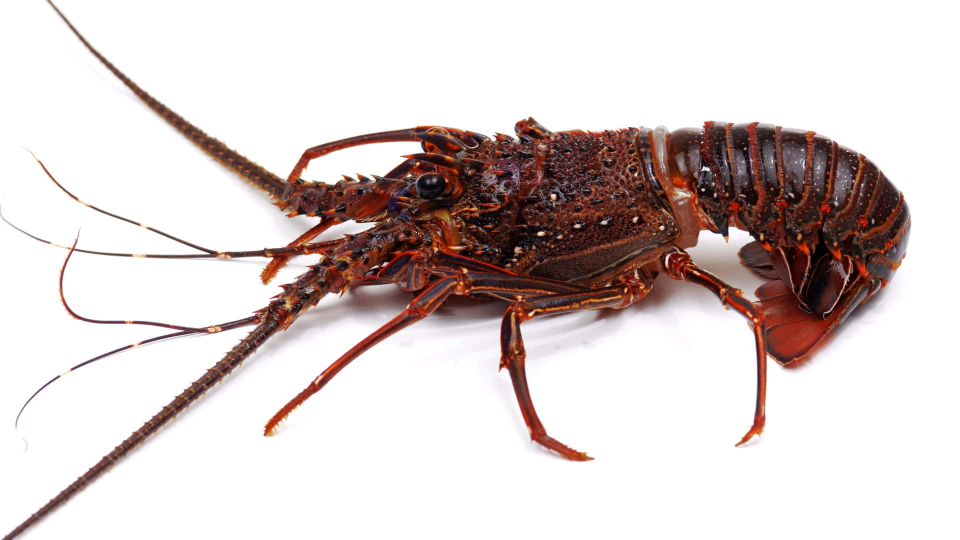 Lobster 桌布 壁紙 — 一隻深紅褐色多刺龍蝦的詳細特寫，背景為純白色。