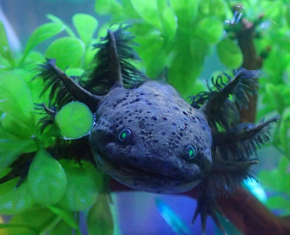 動物 桌布 壁紙 — 一隻深色墨西哥蠑螈的特寫，牠有羽毛狀的鰓和發光的綠色眼睛，從茂密的綠色水生植物中探出頭來。