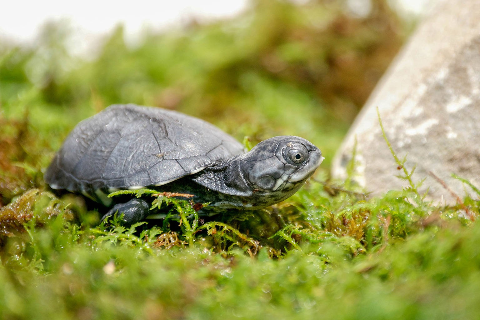 Turtle 桌布 壁紙 — 一隻深色小烏龜在自然環境中，在灰色岩石旁邊的鮮綠色苔蘚上休息。