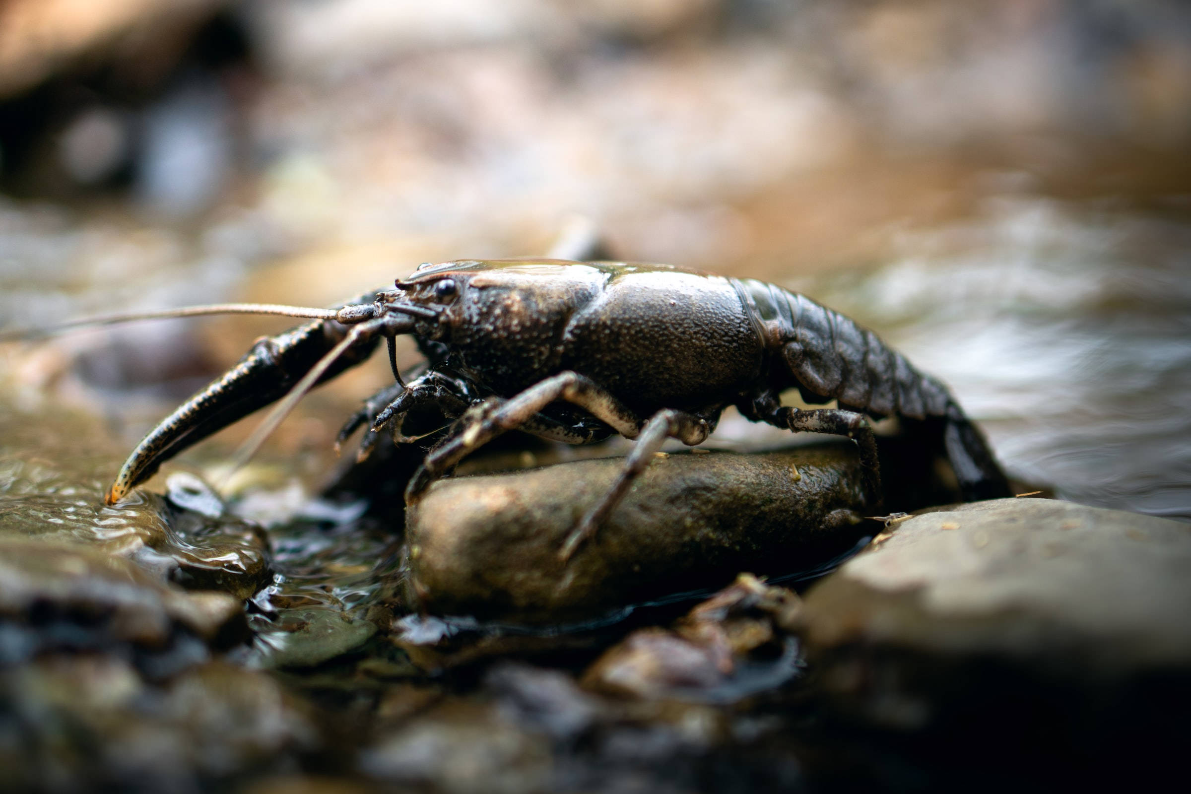Lobster 桌布 壁紙 — 一隻深色小龍蝦棲息在淺溪中的濕岩石上，周圍自然環境模糊的特寫。