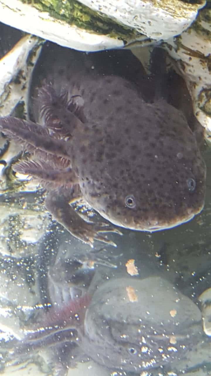 墨西哥鈍口螈 桌布 壁紙 — 一隻深色斑點蠑螈（axolotl）帶有羽毛狀鰓，在清澈的水中的苔蘚岩石之間休息的特寫。