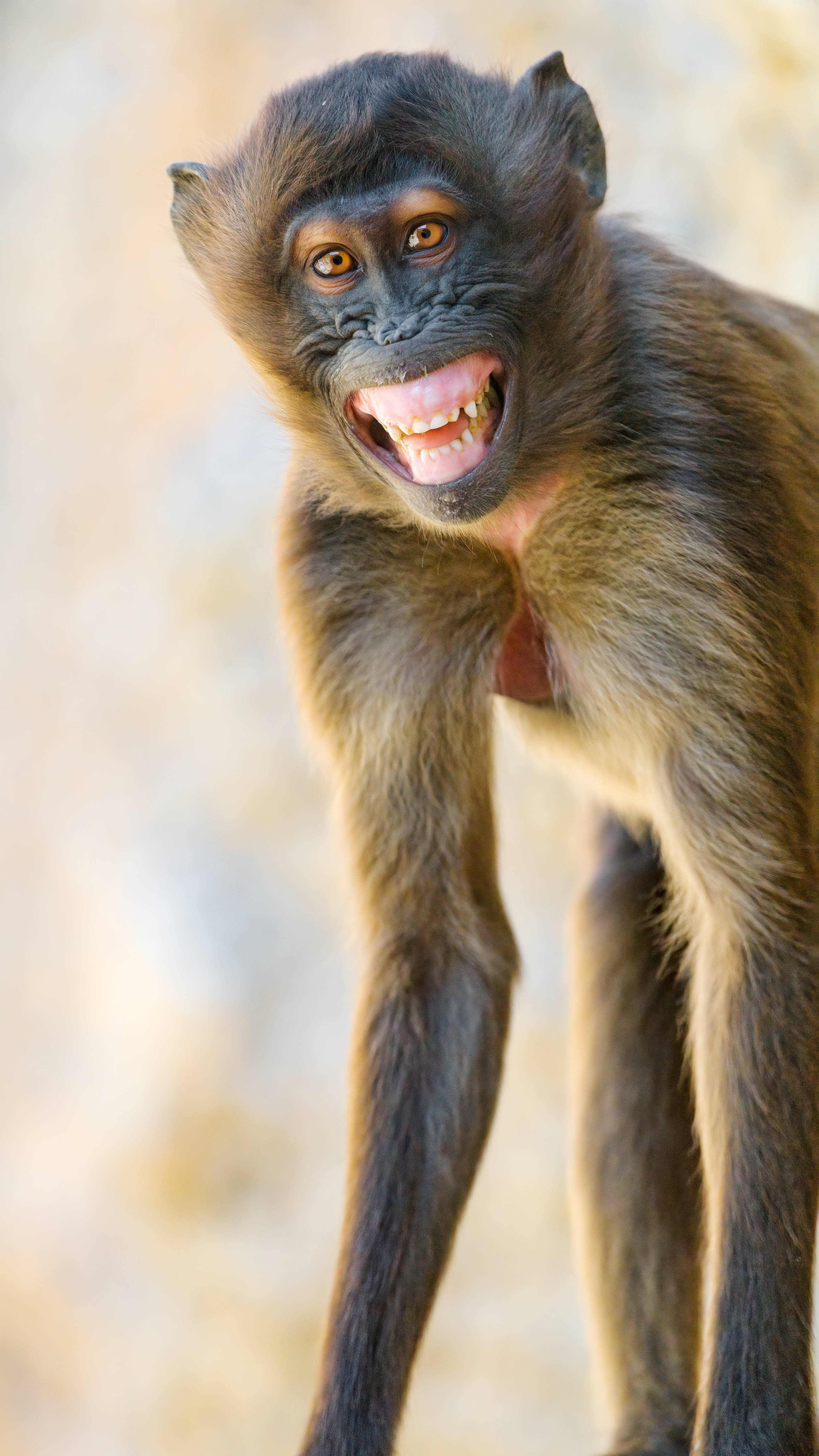 Funny Monkey 桌布 壁紙 — 一隻深色毛髮、明亮眼睛的猴子特寫，對著模糊的自然背景咧嘴露齒而笑。