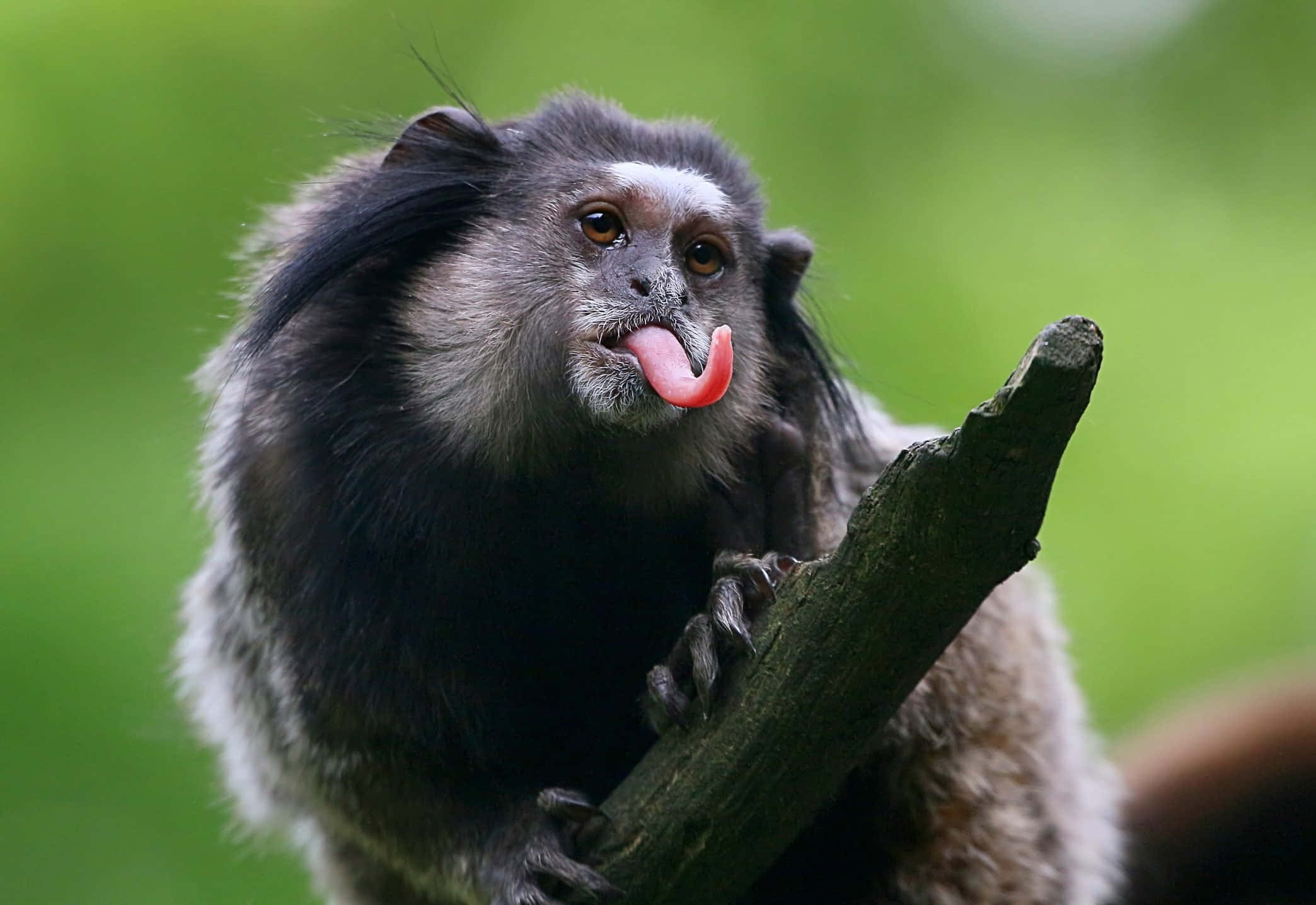 Monkey Funny 桌布 壁紙 — 一隻深色毛髮、白色臉龐的小猴子棲息在樹枝上伸出粉紅色舌頭的近距離特寫。