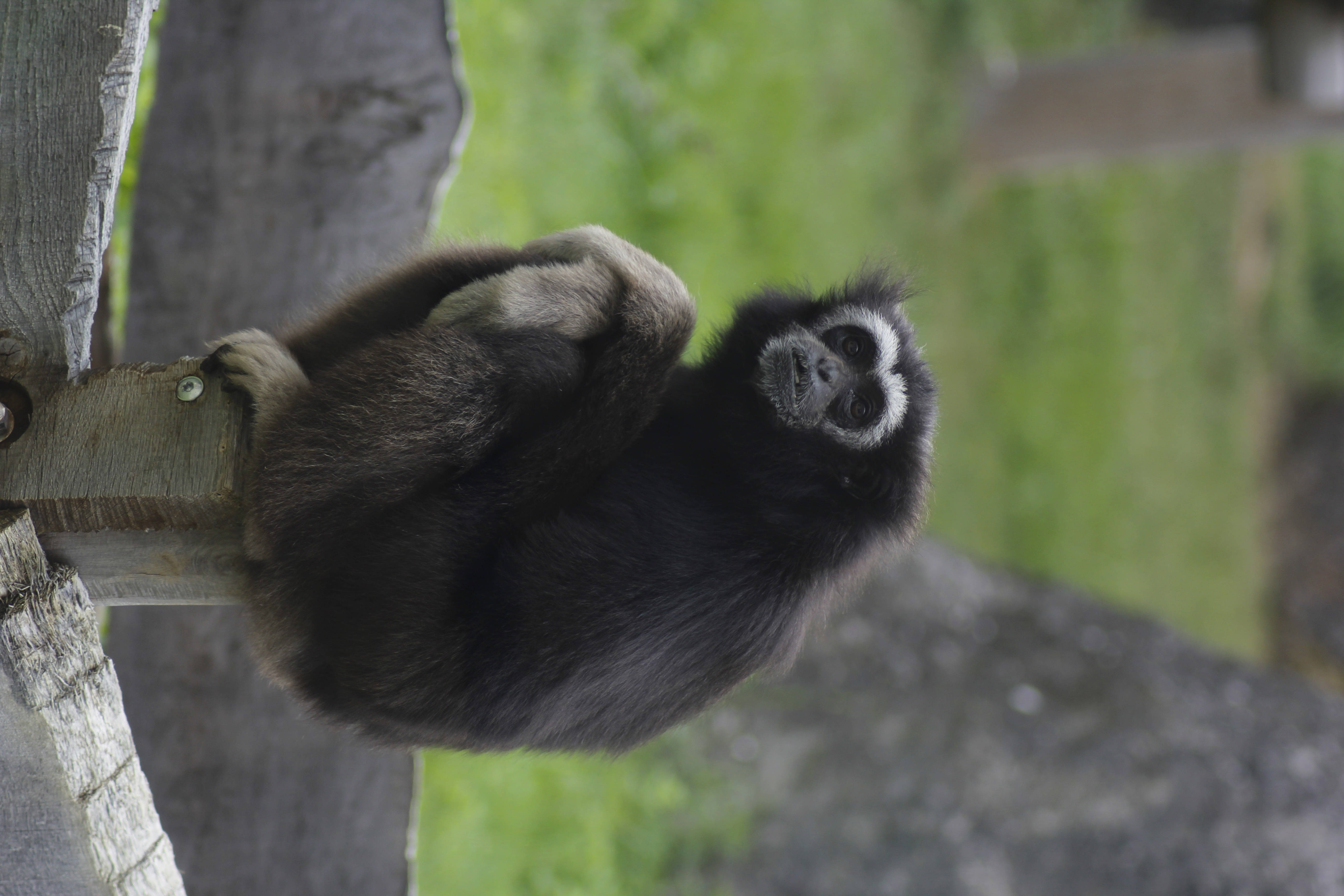 Gibbon 桌布 壁紙 — 一隻深色毛髮、白色面部斑紋的長臂猿，在模糊的綠色背景下緊抓著木樑。