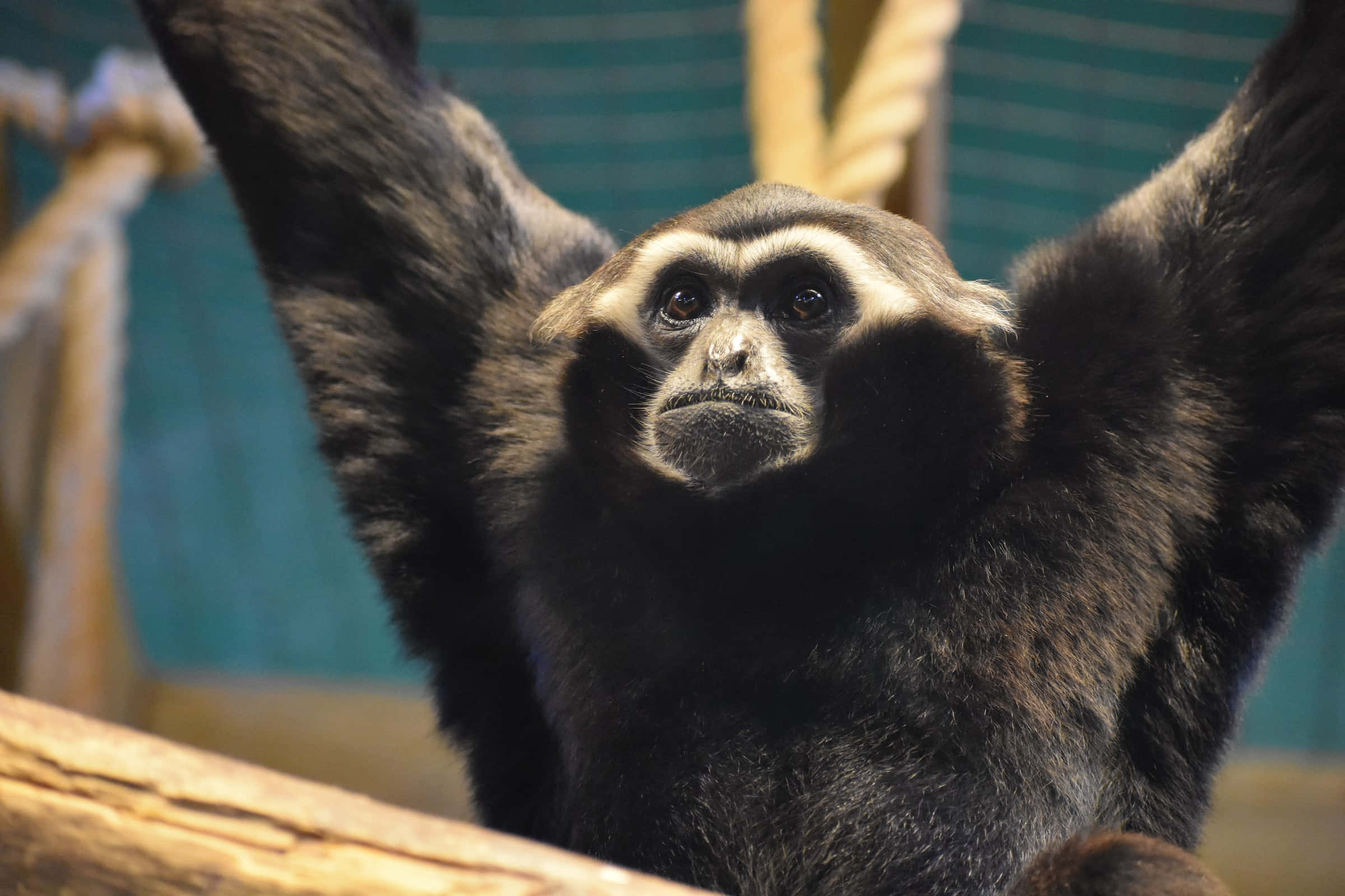 zoo 桌布 壁紙 — 一隻深色毛髮、白色面部斑紋的長臂猿，在圍欄內用雙臂掛在繩索上的特寫。