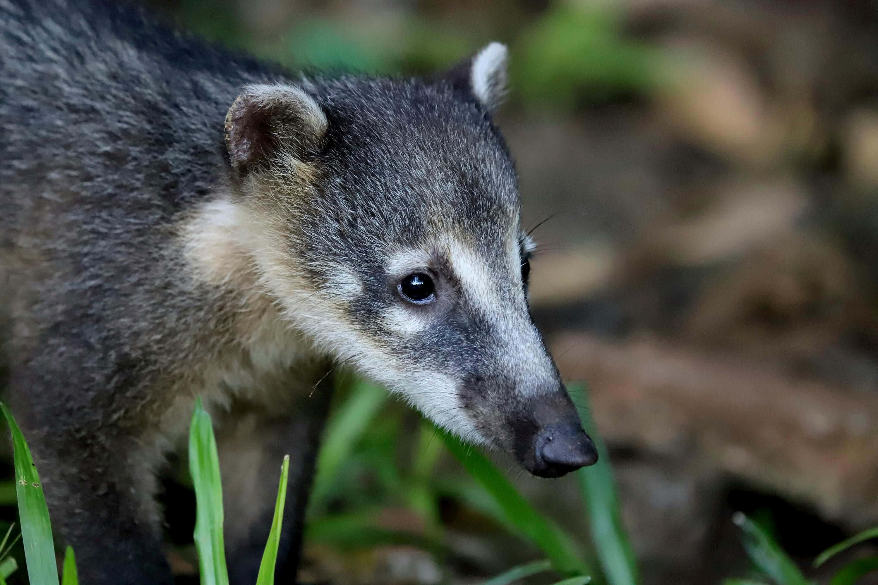 Coati 桌布 壁紙 — 一隻深色毛髮、白色鼻子的長鼻浣熊近距離特寫，站立在綠色草地上，背景是模糊的森林。