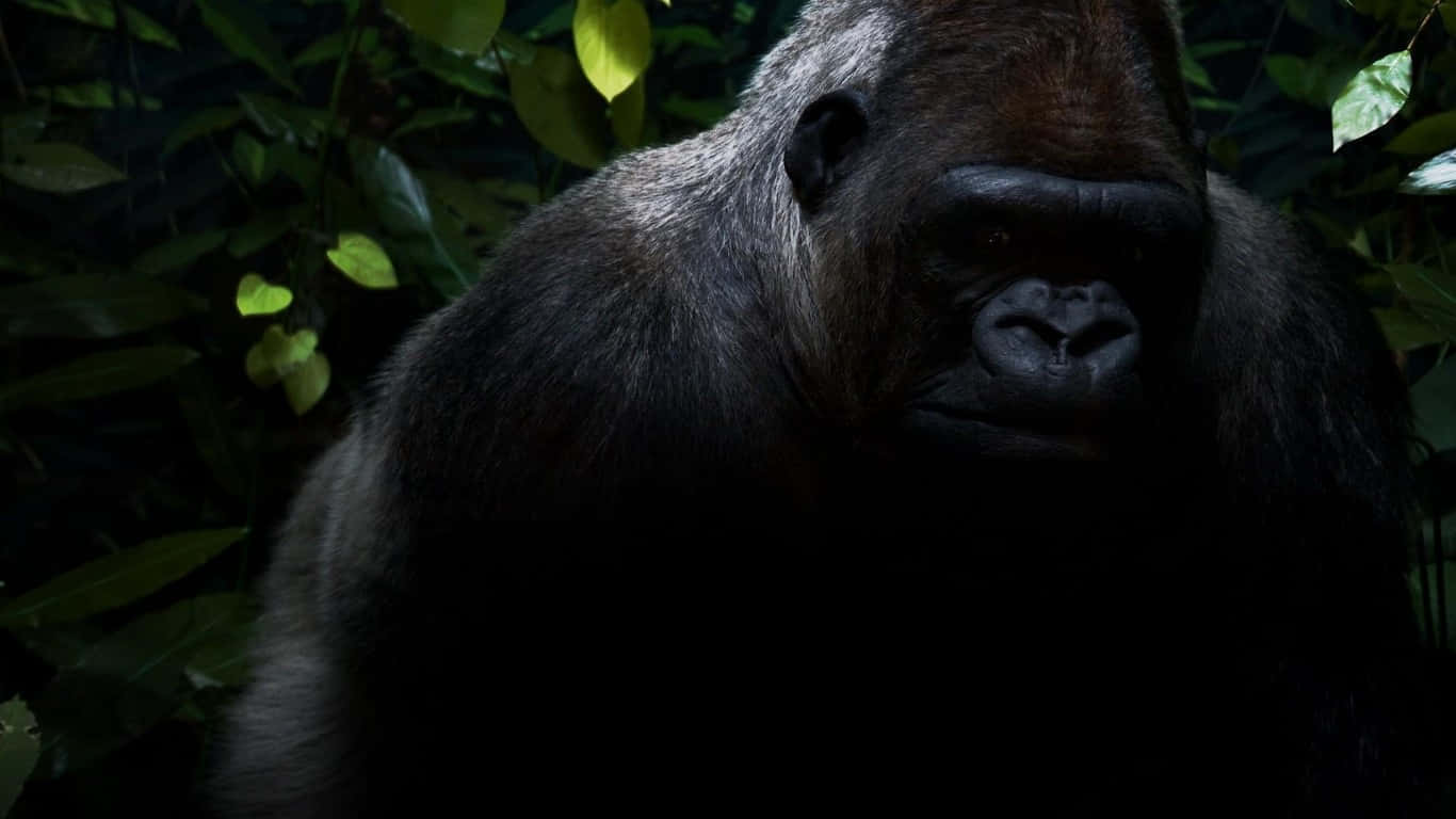 1366x768 Gorilla 桌布 壁紙 — 一隻深色毛髮的大猩猩特寫，眼神銳利，在陰影綠葉中凝視前方。