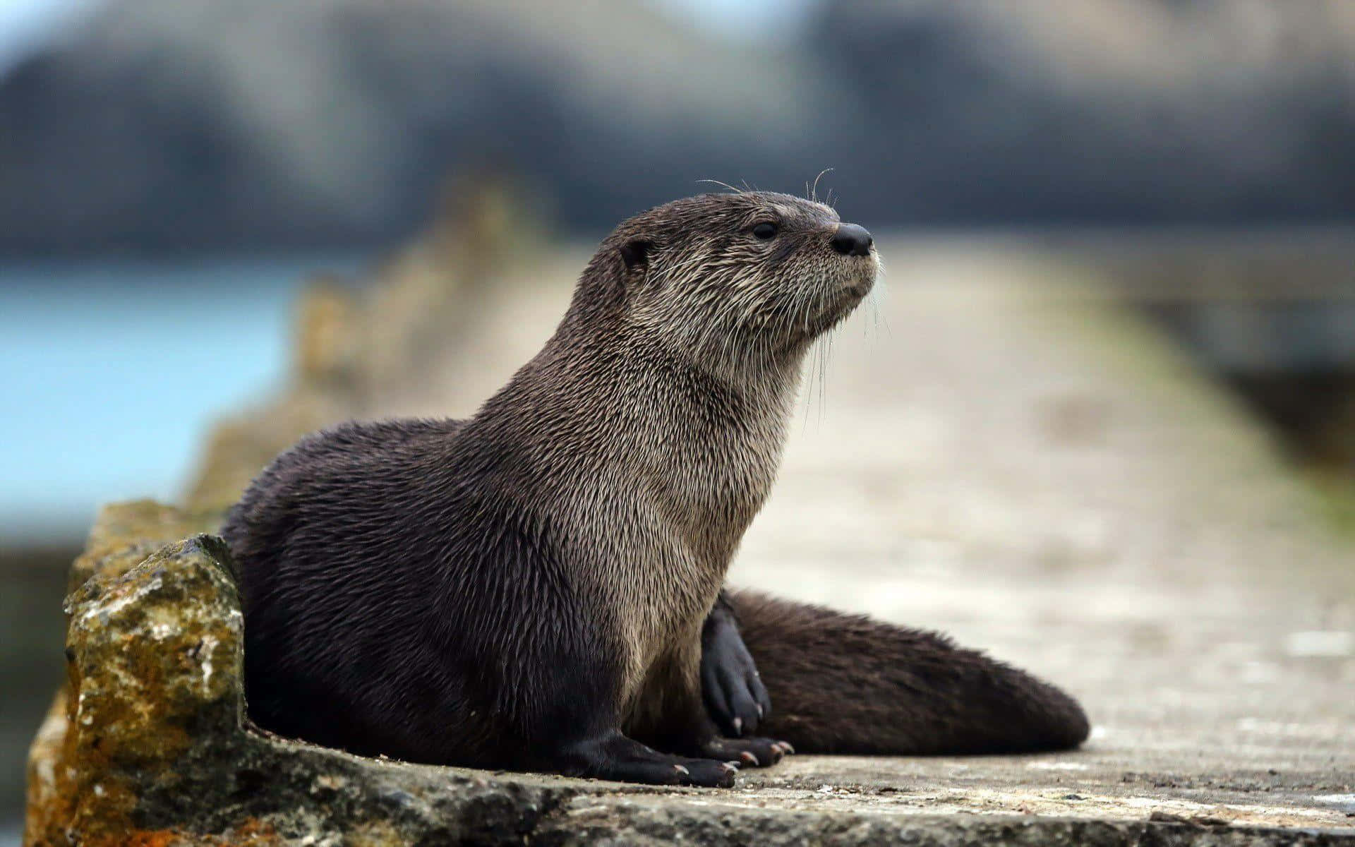 動物 桌布 壁紙 — 一隻深色毛髮的水獺警覺地坐在水邊長滿苔蘚的石頭上，背景是模糊的岩石。