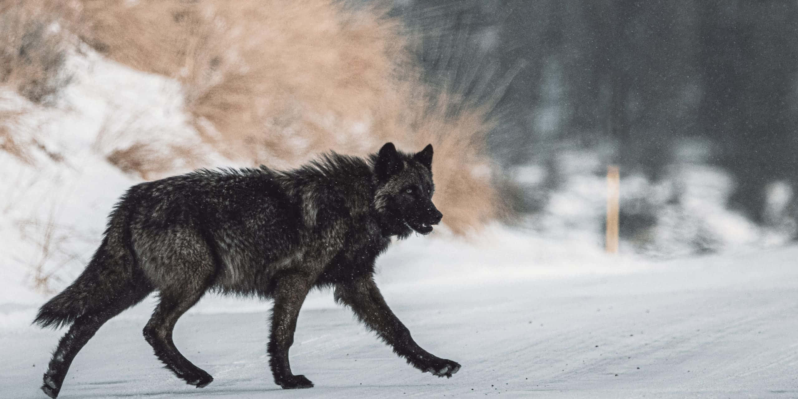 Wolf In Winter 桌布 壁紙 — 一隻深色毛髮的狼在白雪覆蓋的冬季景觀中強而有力地行走，背景是模糊的金色草叢。