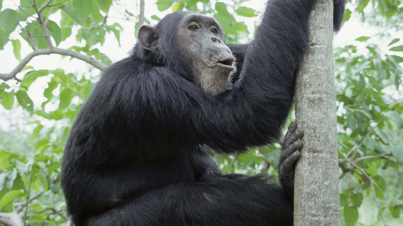 1366x768 Gorilla 桌布 壁紙 — 一隻深色毛髮的黑猩猩在自然森林環境中，抓緊佈滿茂密綠葉的樹幹。