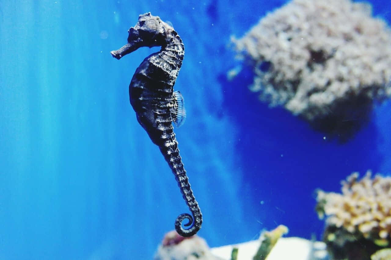 海馬 桌布 壁紙 — 一隻深色海馬在珊瑚群附近鮮豔的藍色海水中優雅地游動。